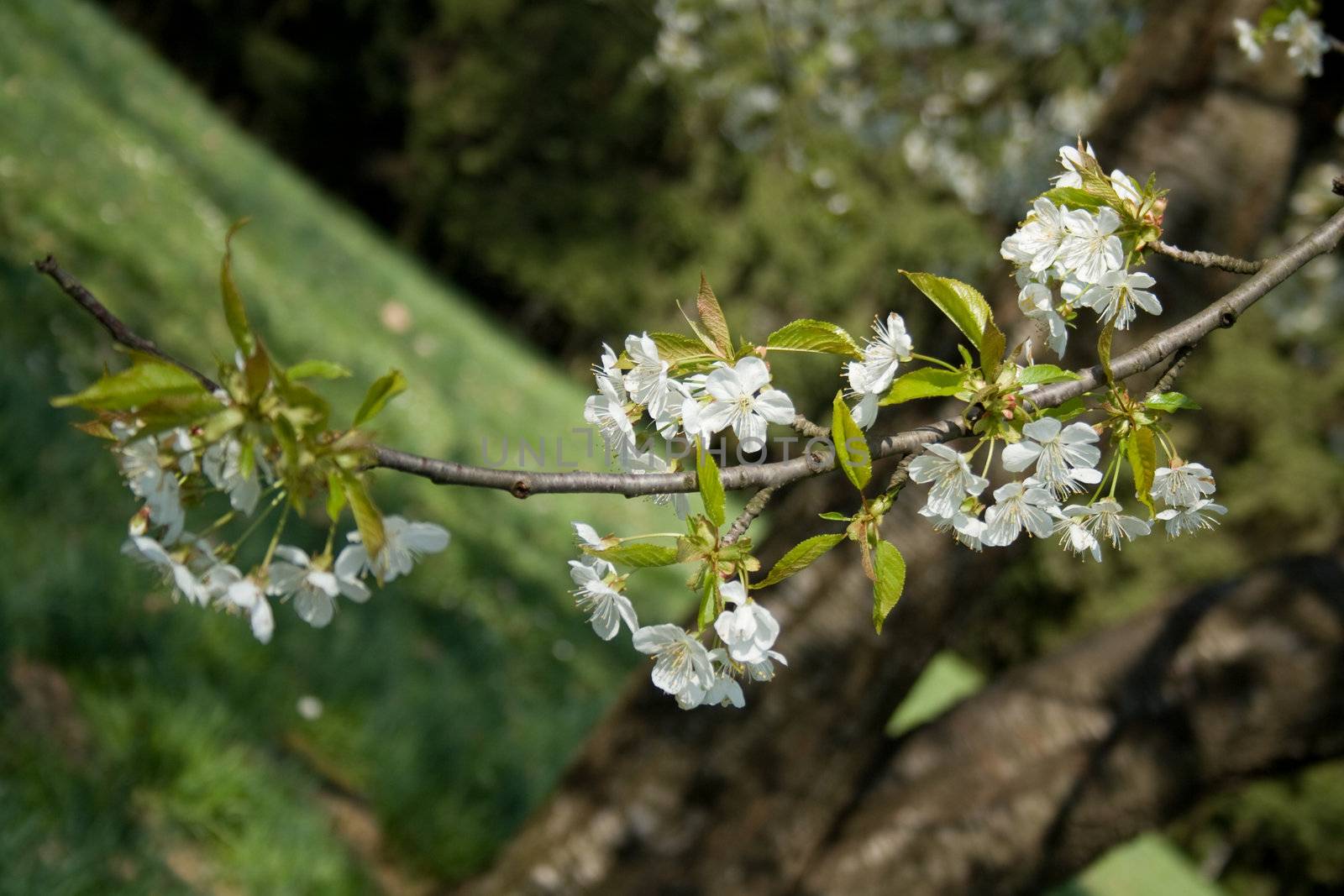 white blossom flowers