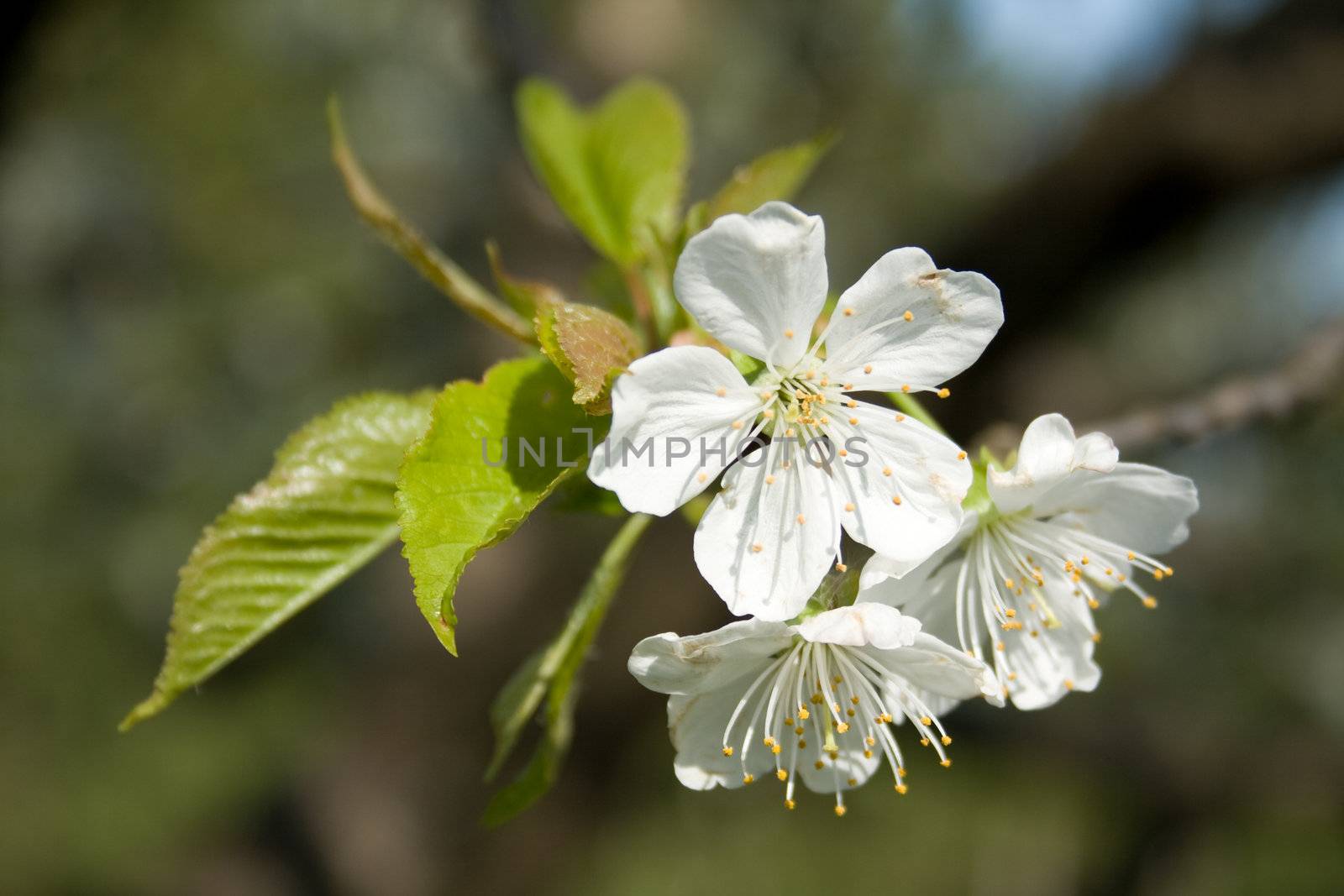 white blossom flowers