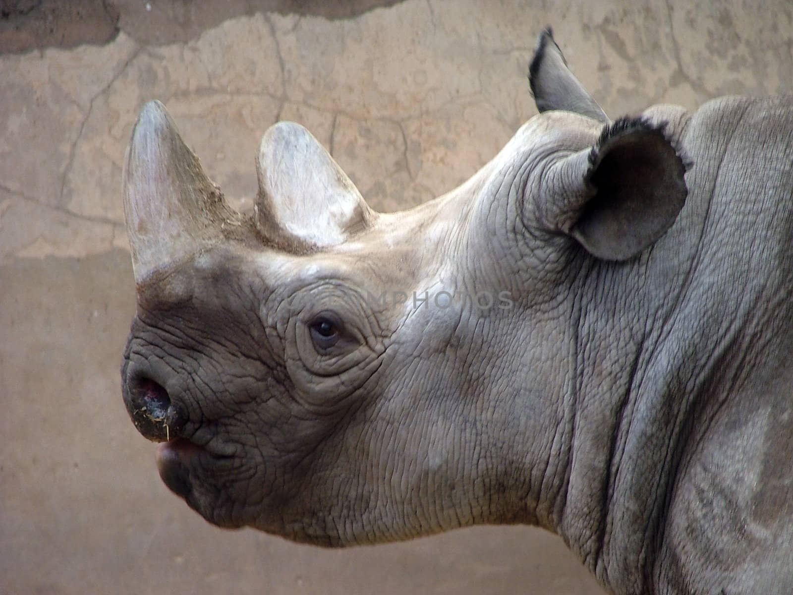 A rhino's head from the side