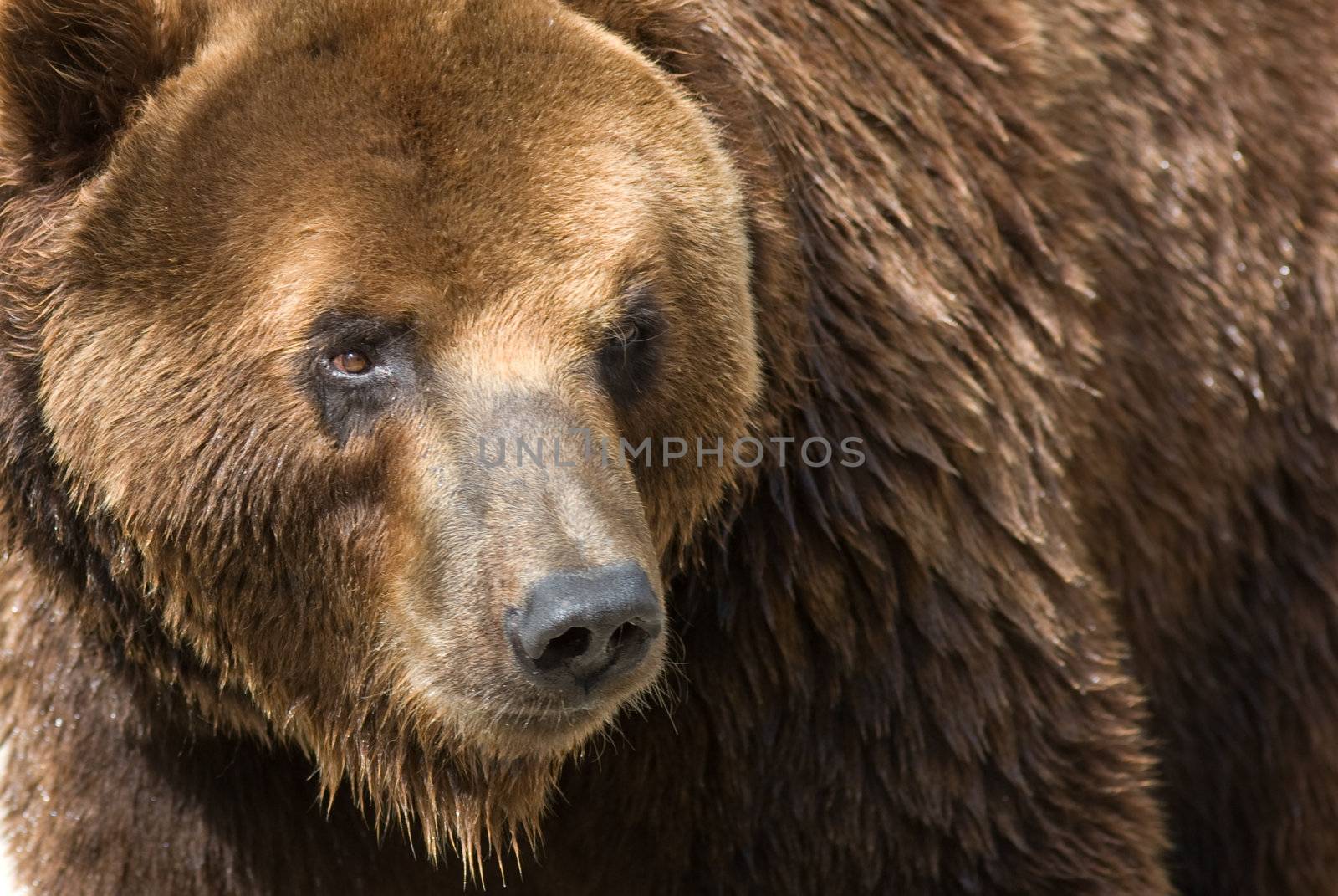 Giant brown bear