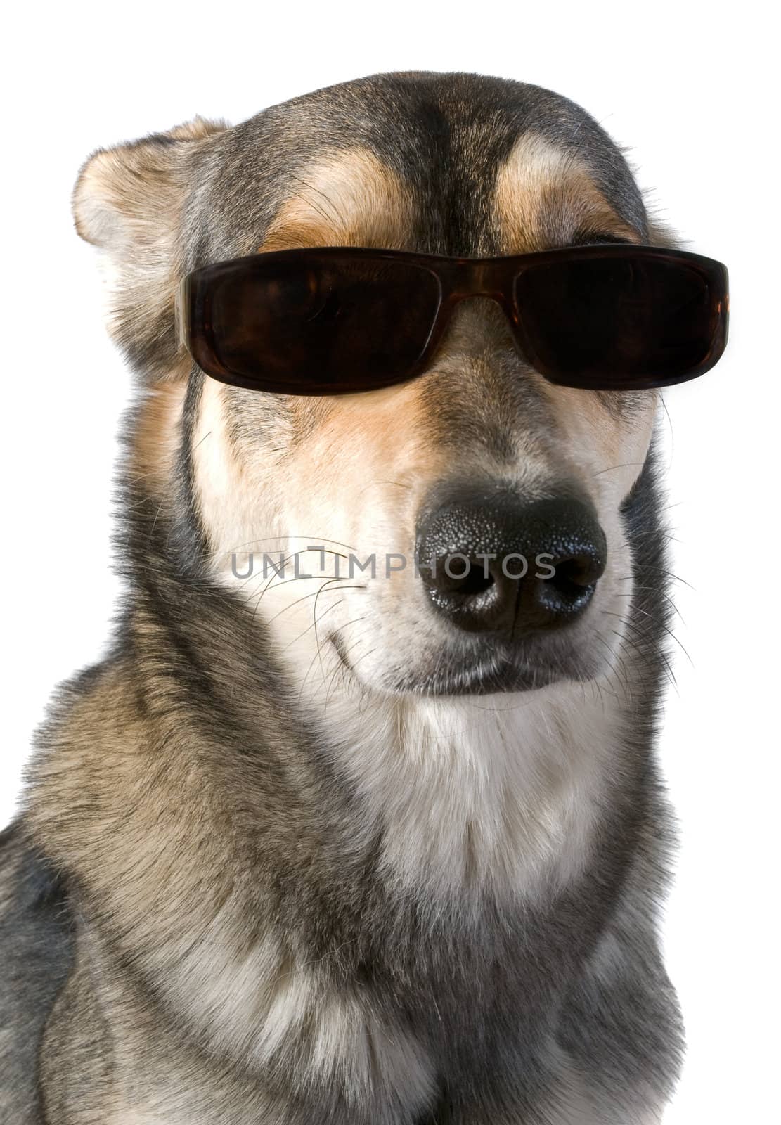 Serious dog wears sunglasses, isolated white