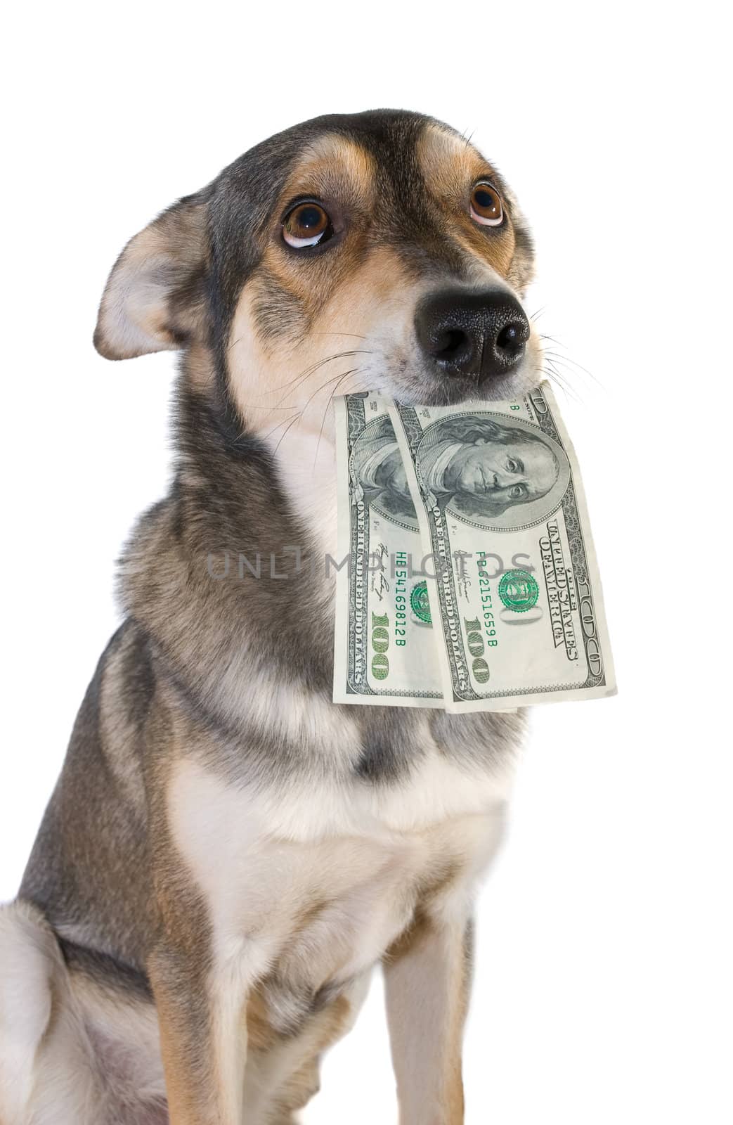 Funny dog holds dollars in mouth, isolated white background