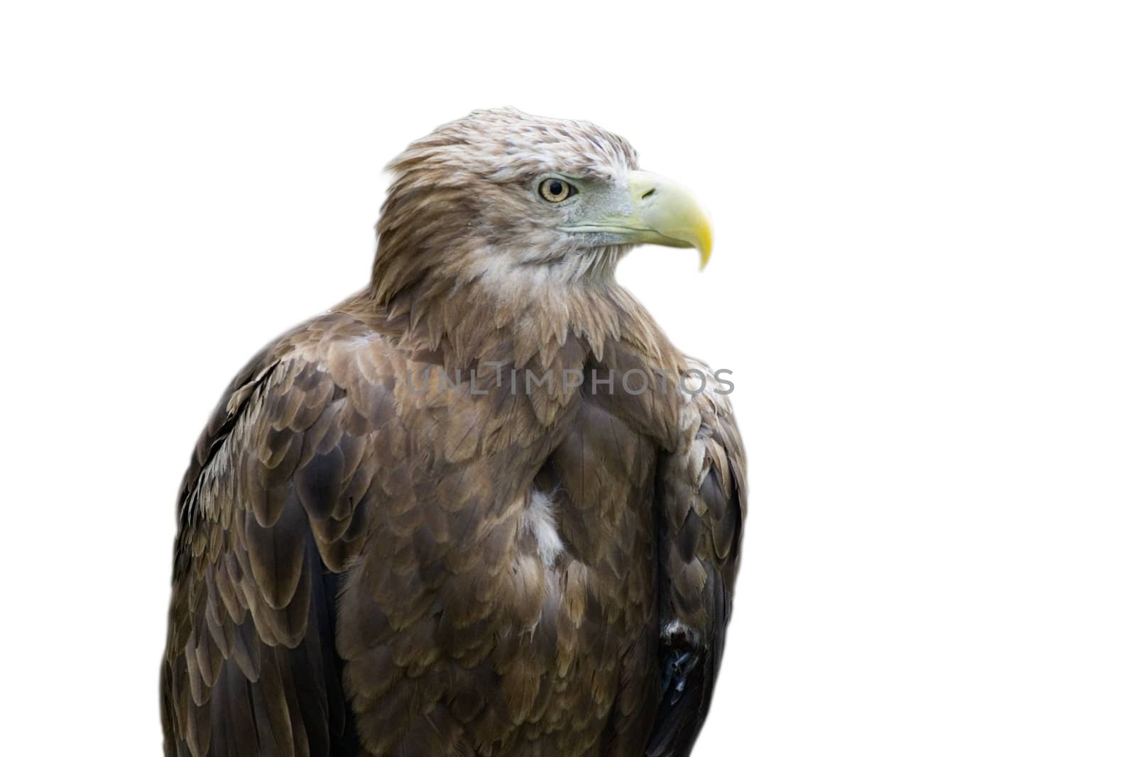 Detailed photo of an eagle sitting in rocks, isolated white