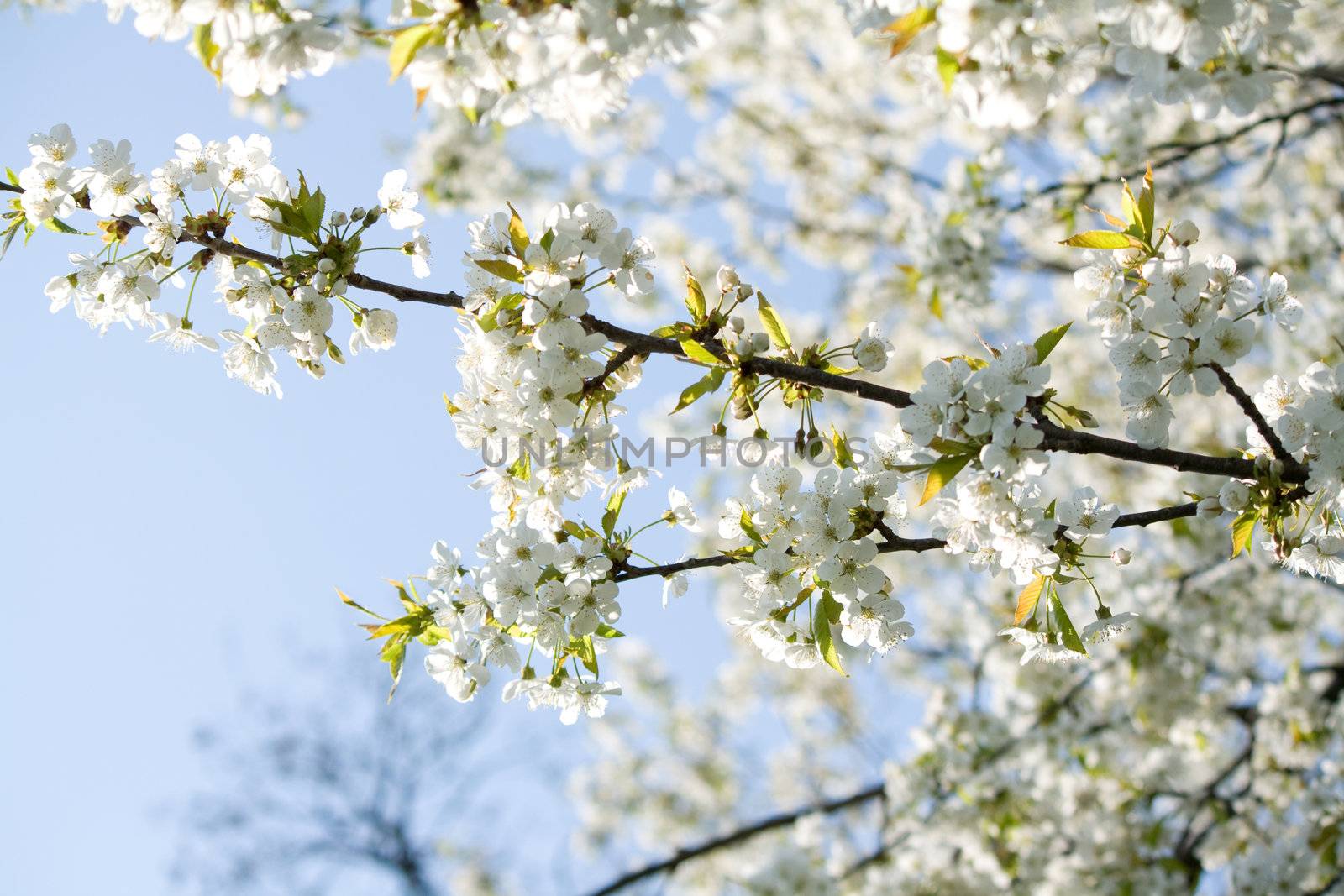 white blossom flowers