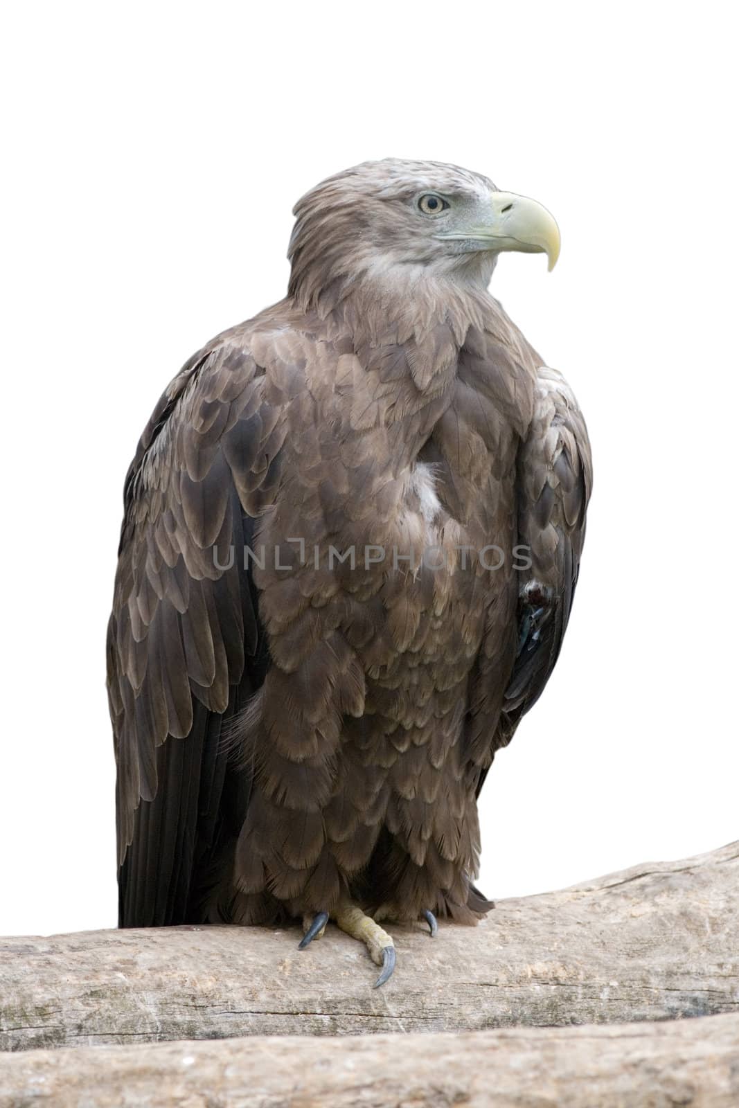 Eagle sitting on a log in rocks, isolated white