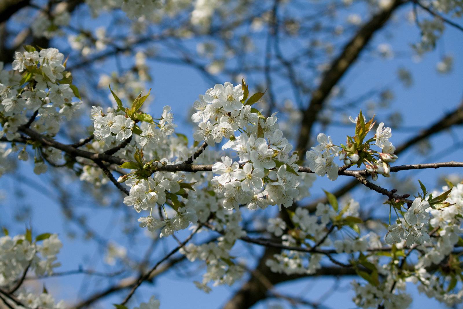 white blossom flowers