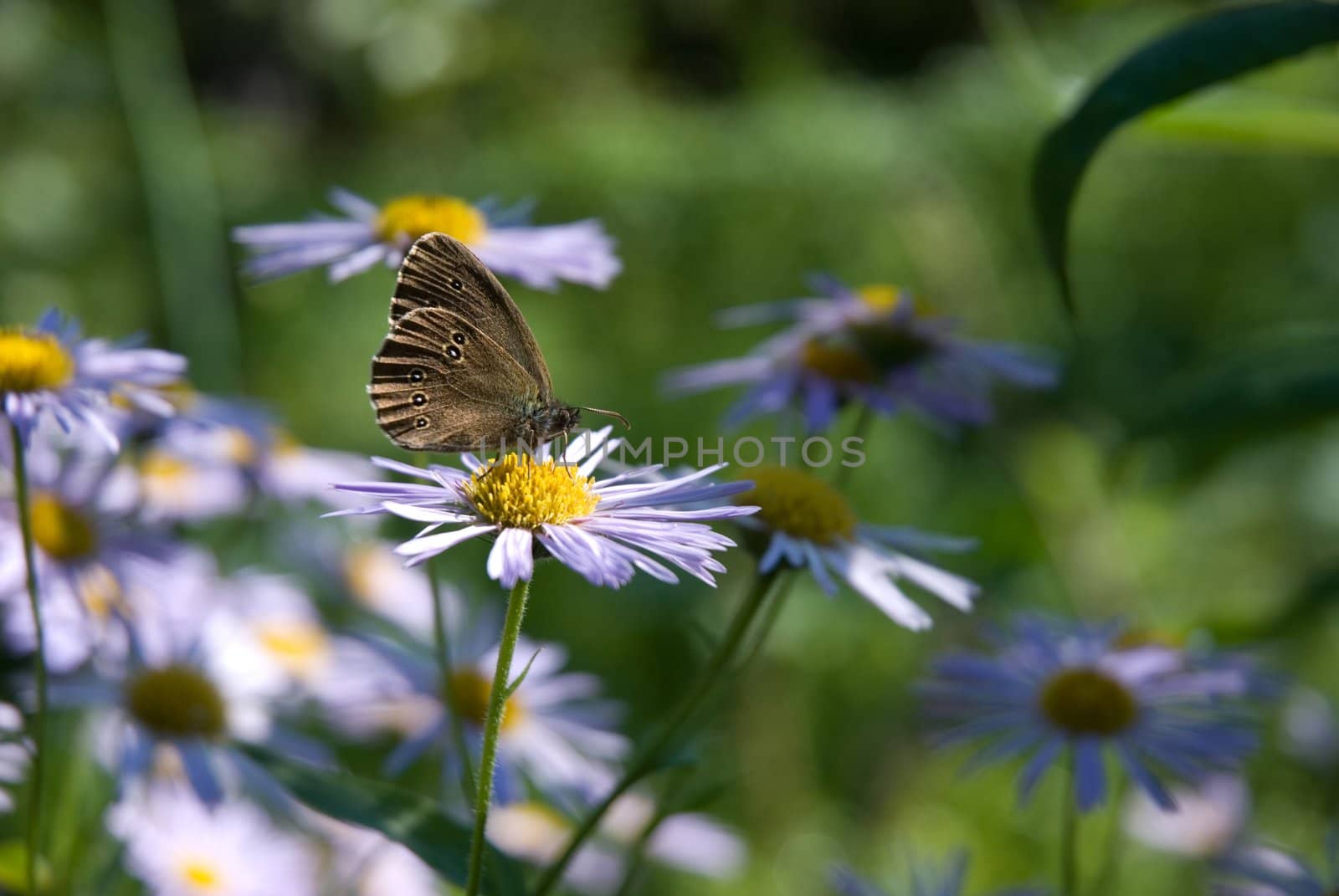 Wonderful butterfly sitting on a blue camomile