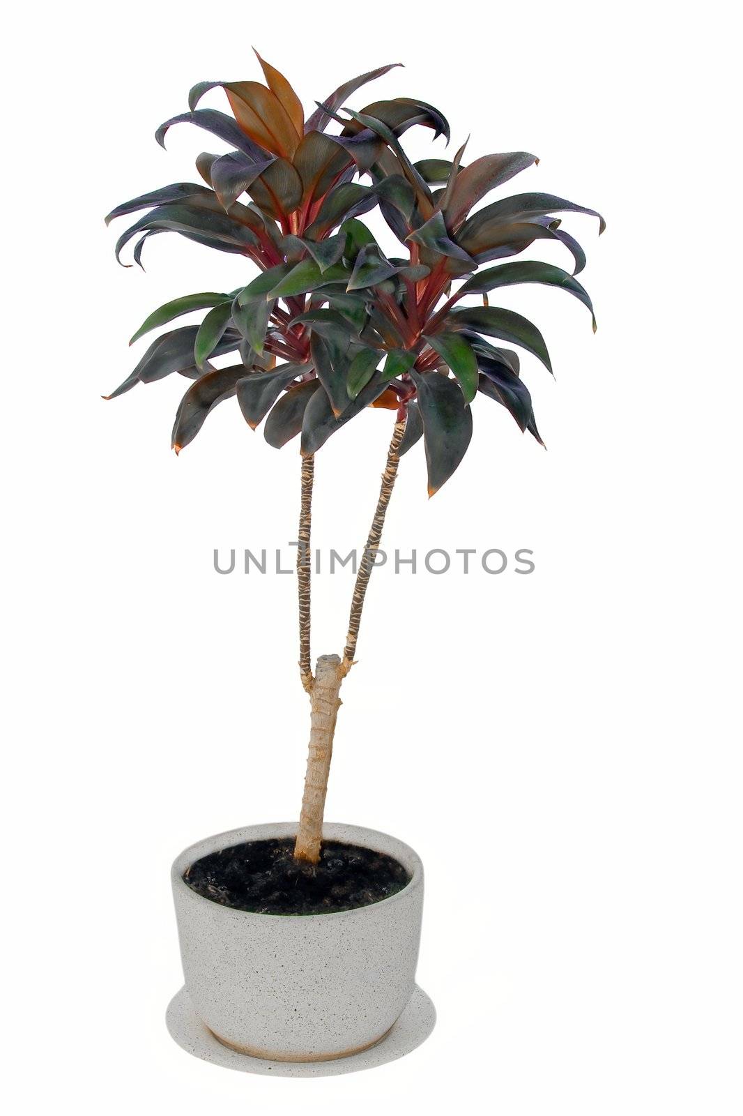 Nice palm in a pot by Real4to