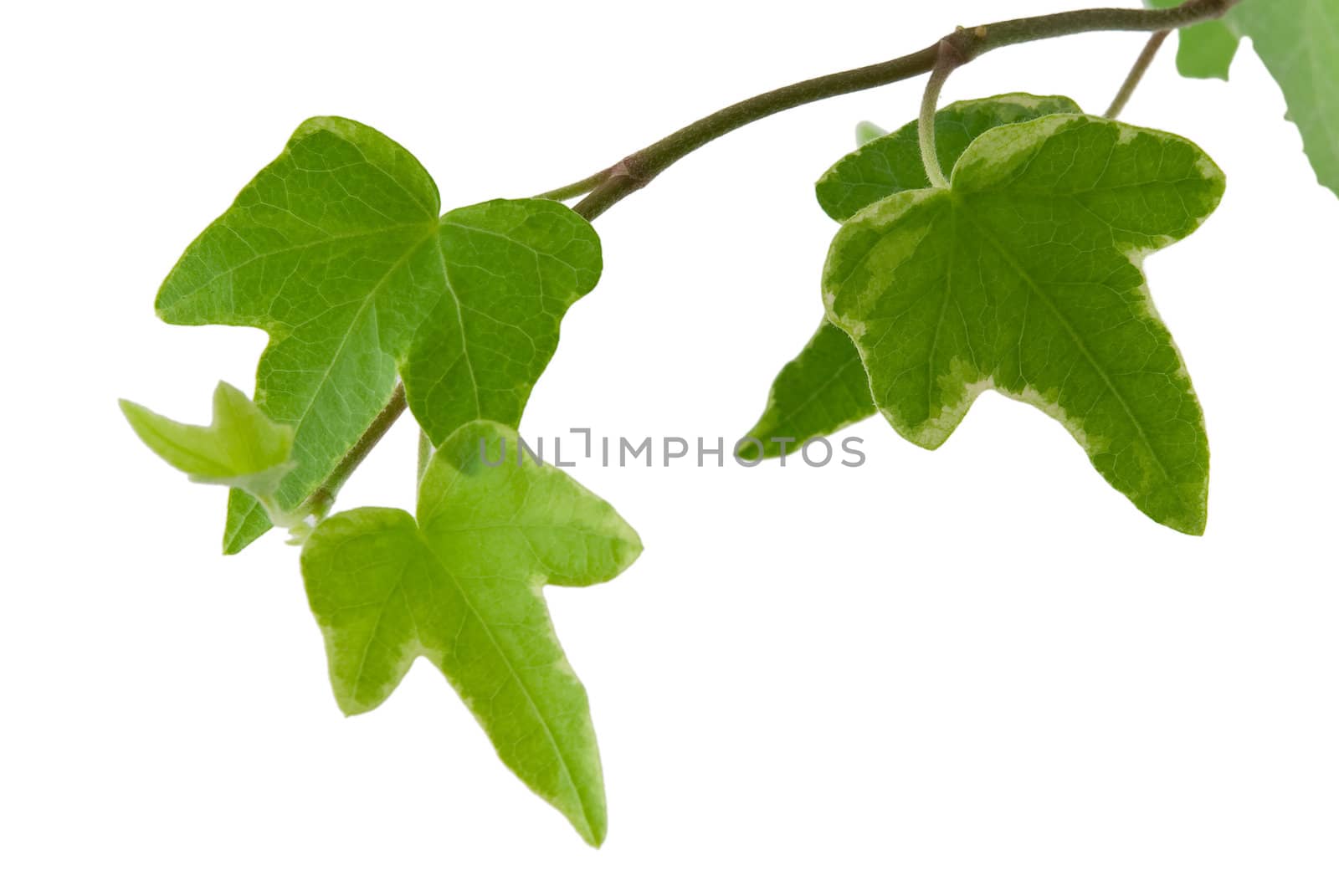 Hedera flower, isolated white