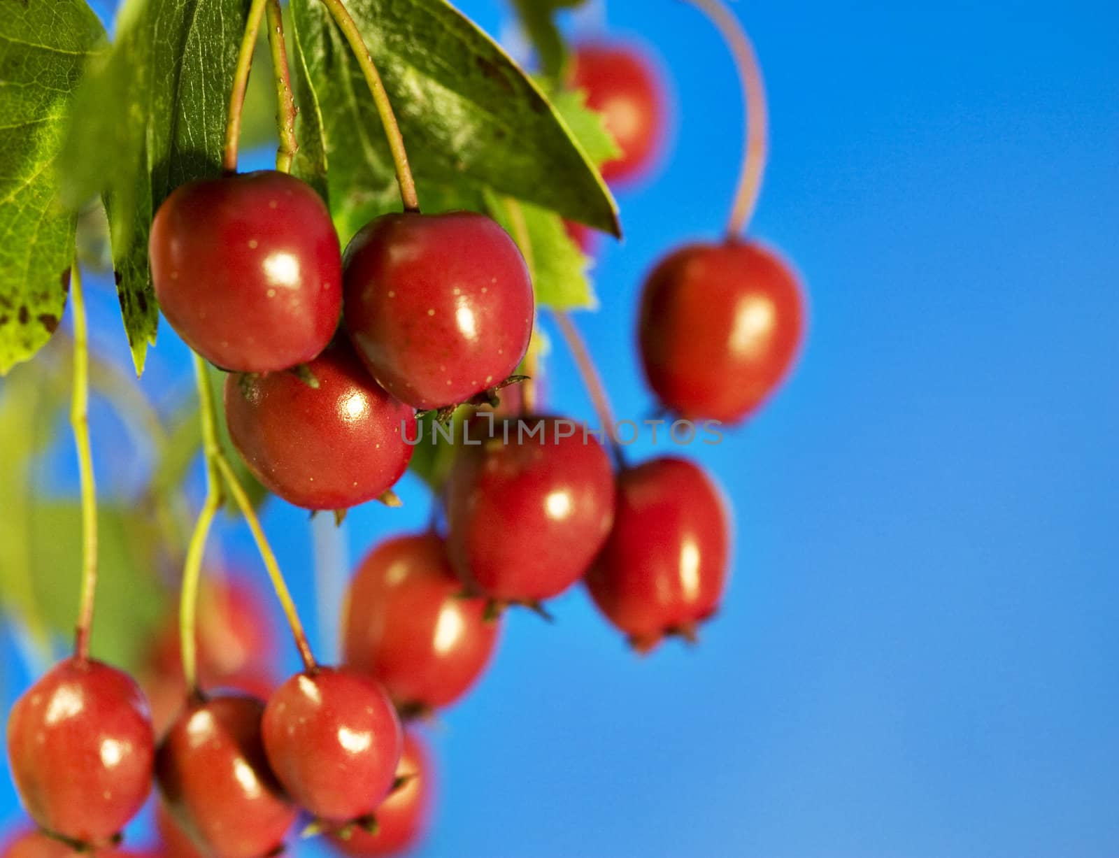 Rowan berries in the fall