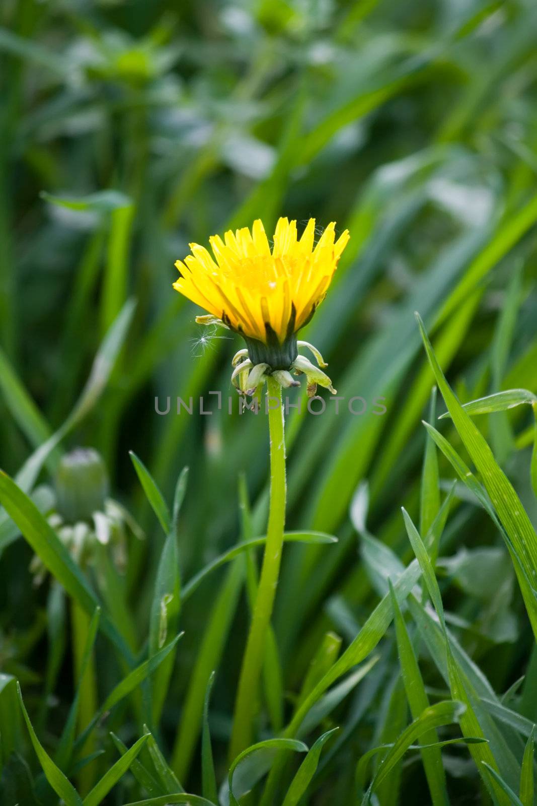 yellow dandelion flower in green grass