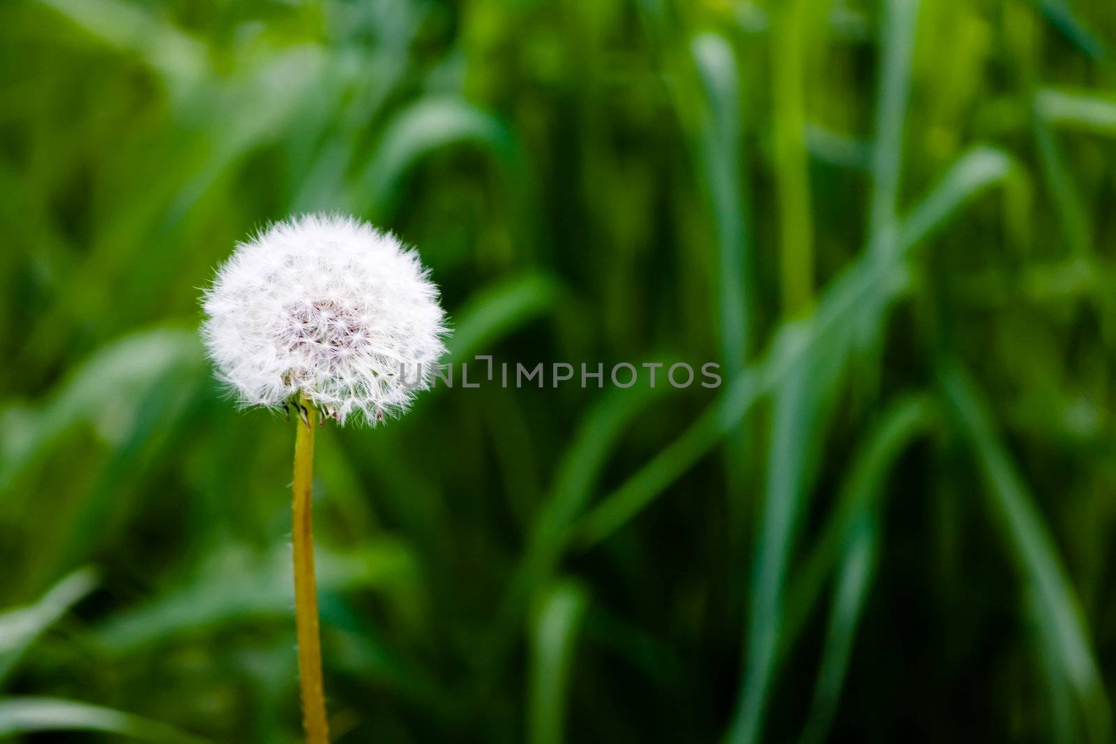 white dandelion flower in green grass