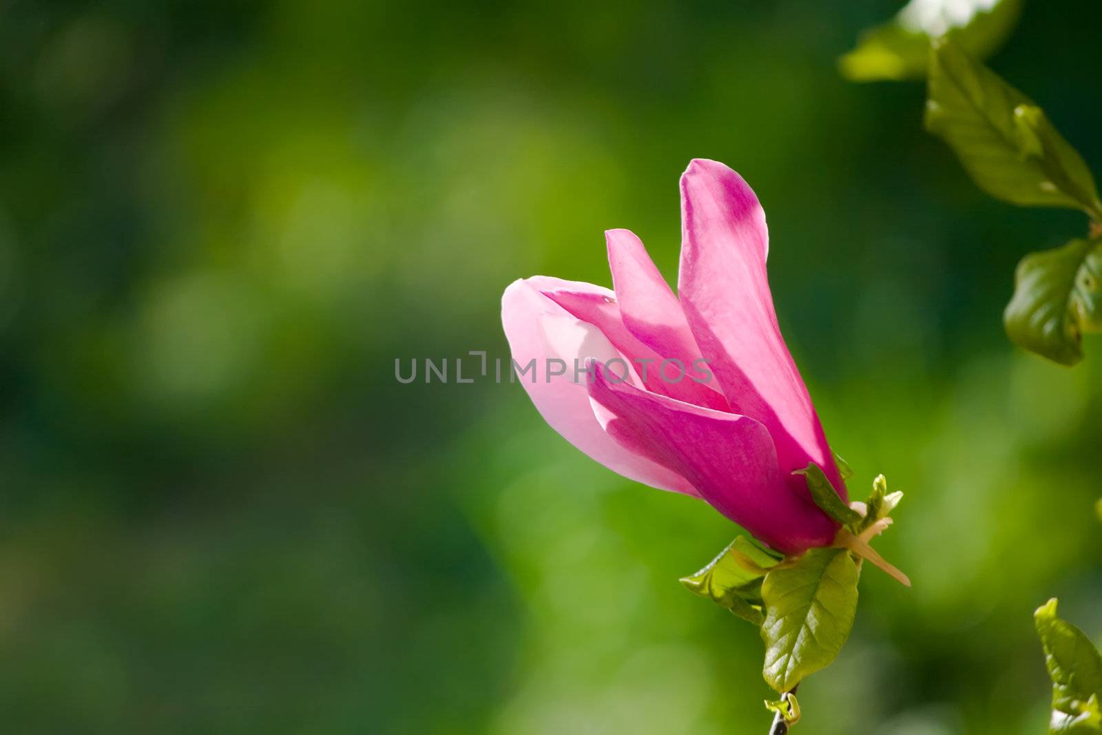 magnolia flower by nubephoto