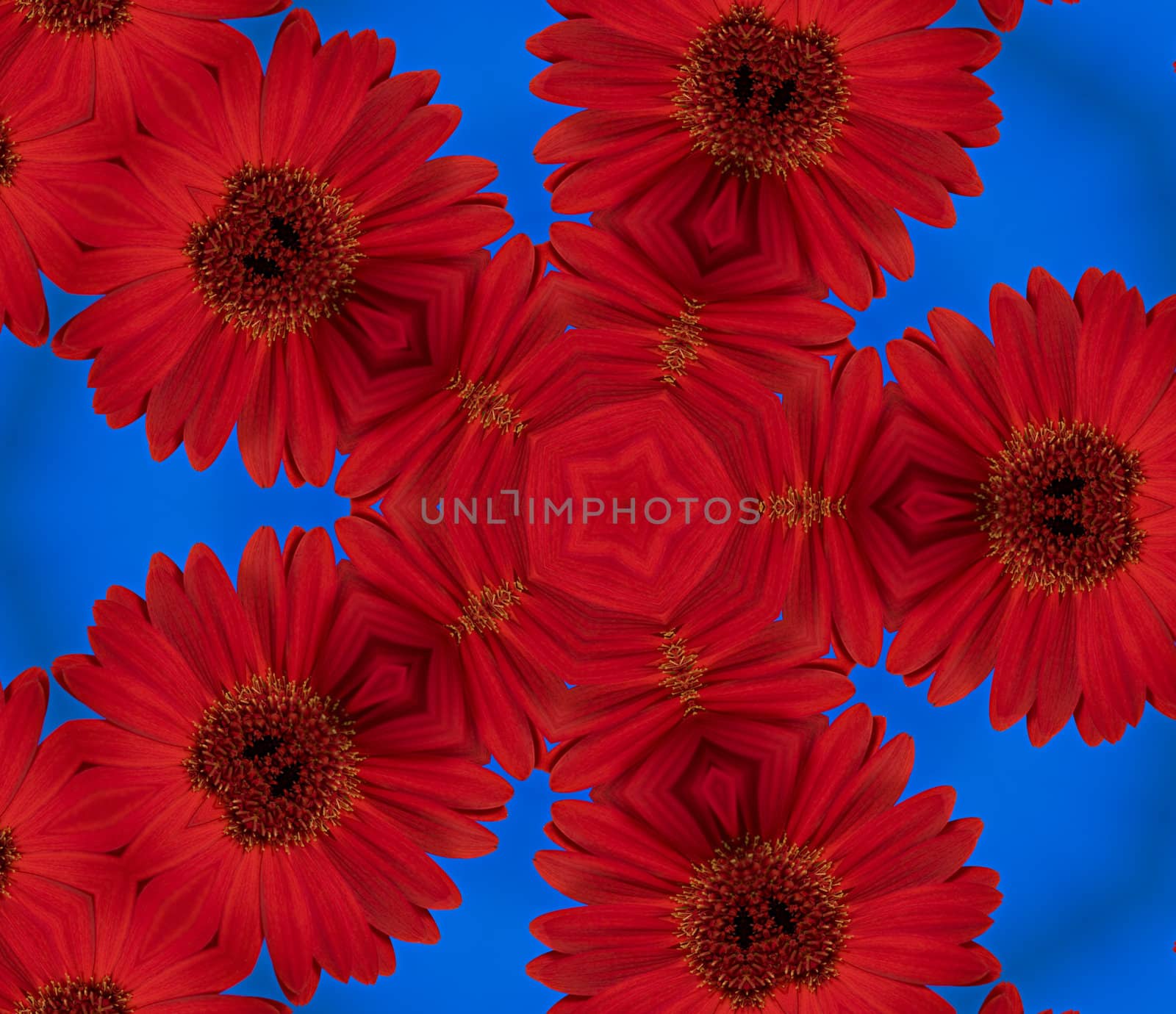 A close up of a red daisy flower