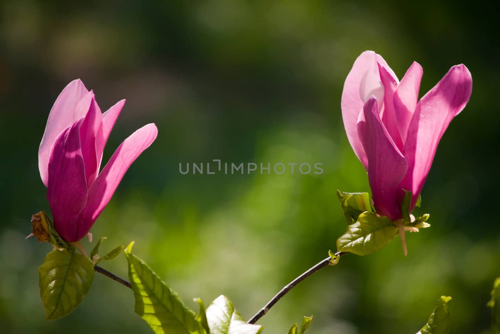 magnolia flowers by nubephoto