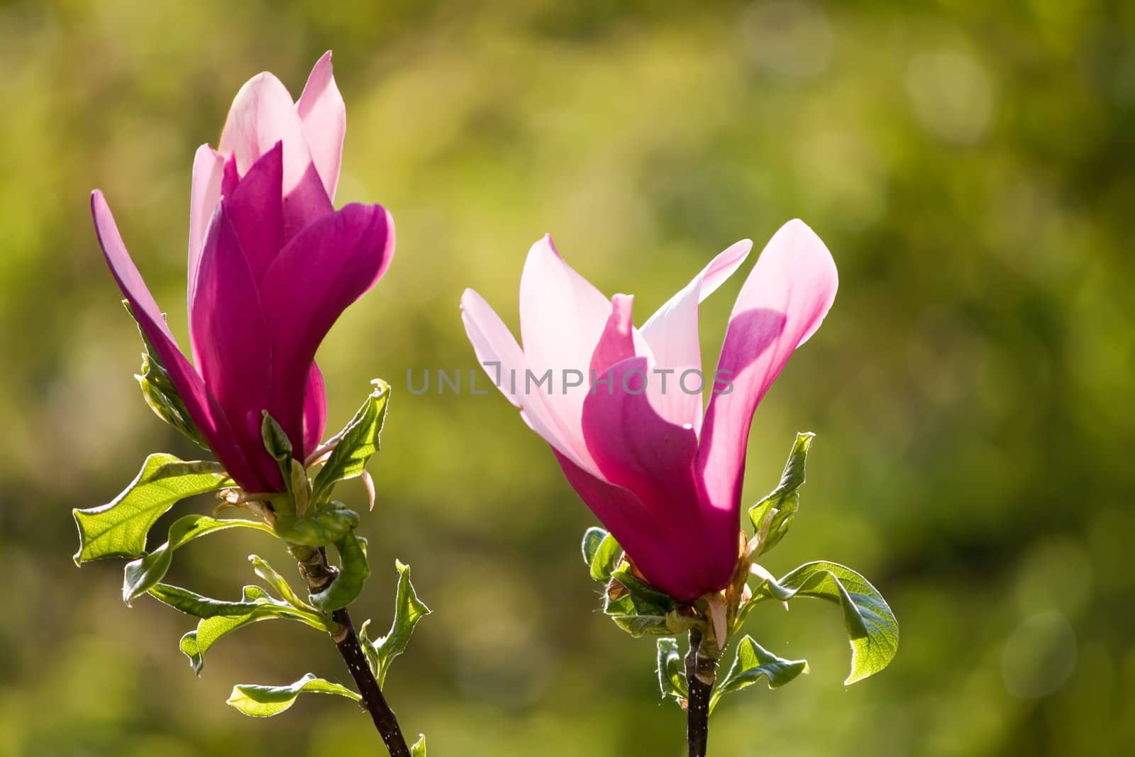 magnolia flowers by nubephoto