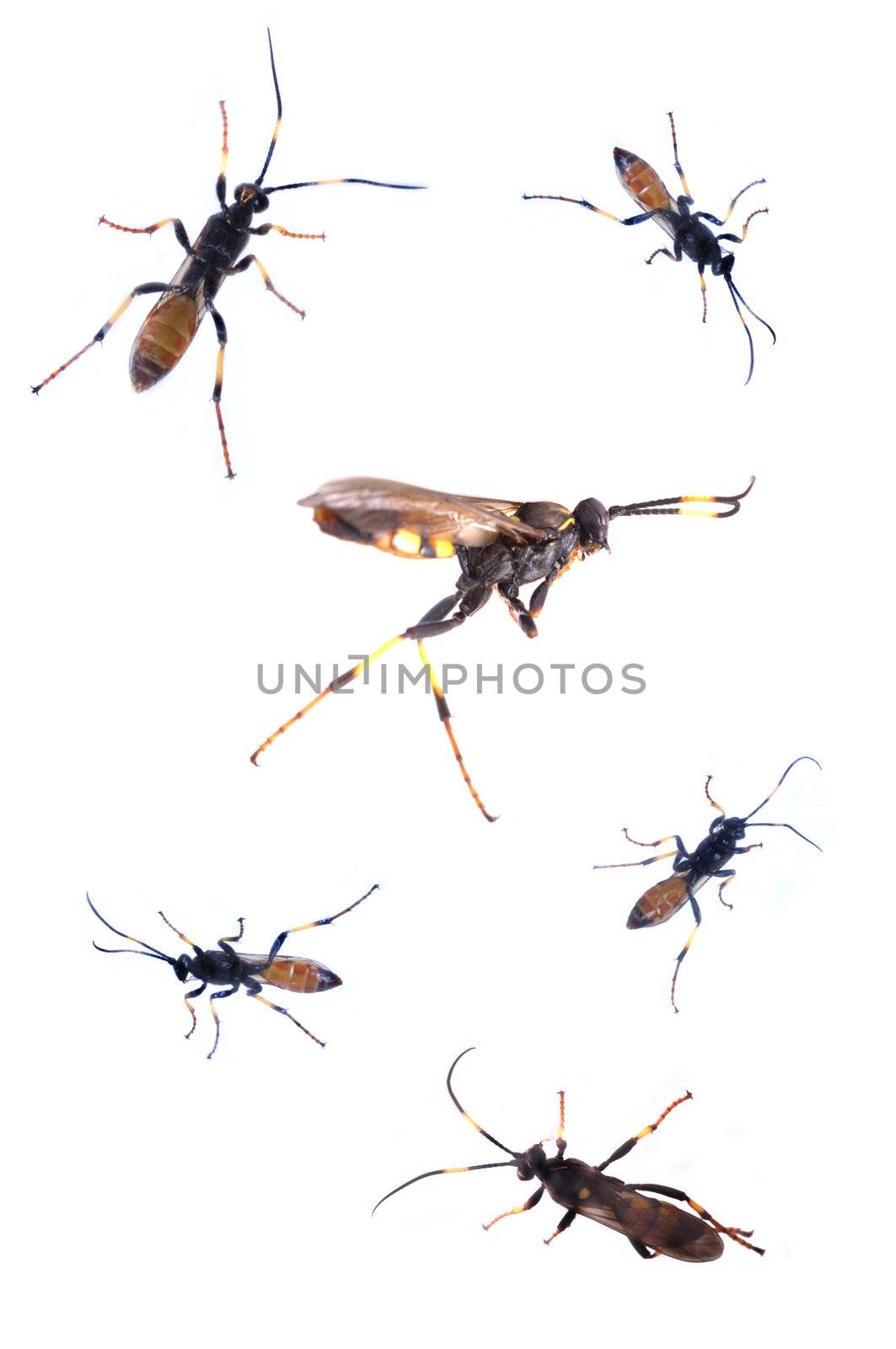 Collection of bugs