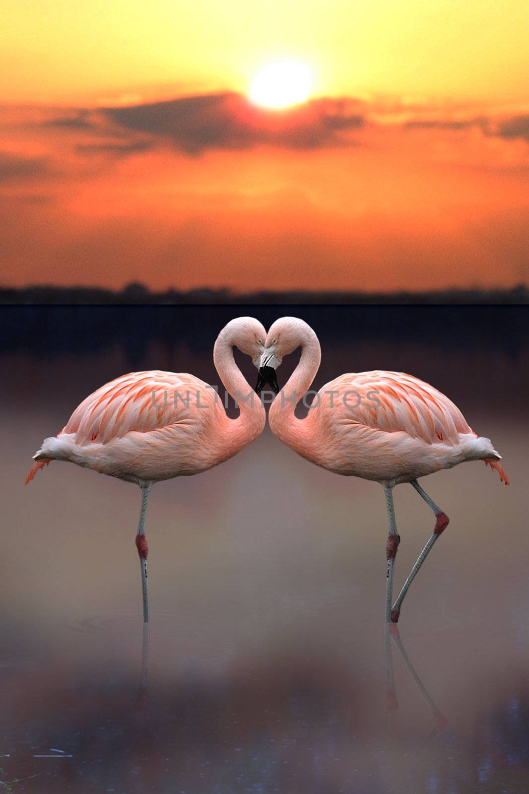 Flamingo Heart by Editorial