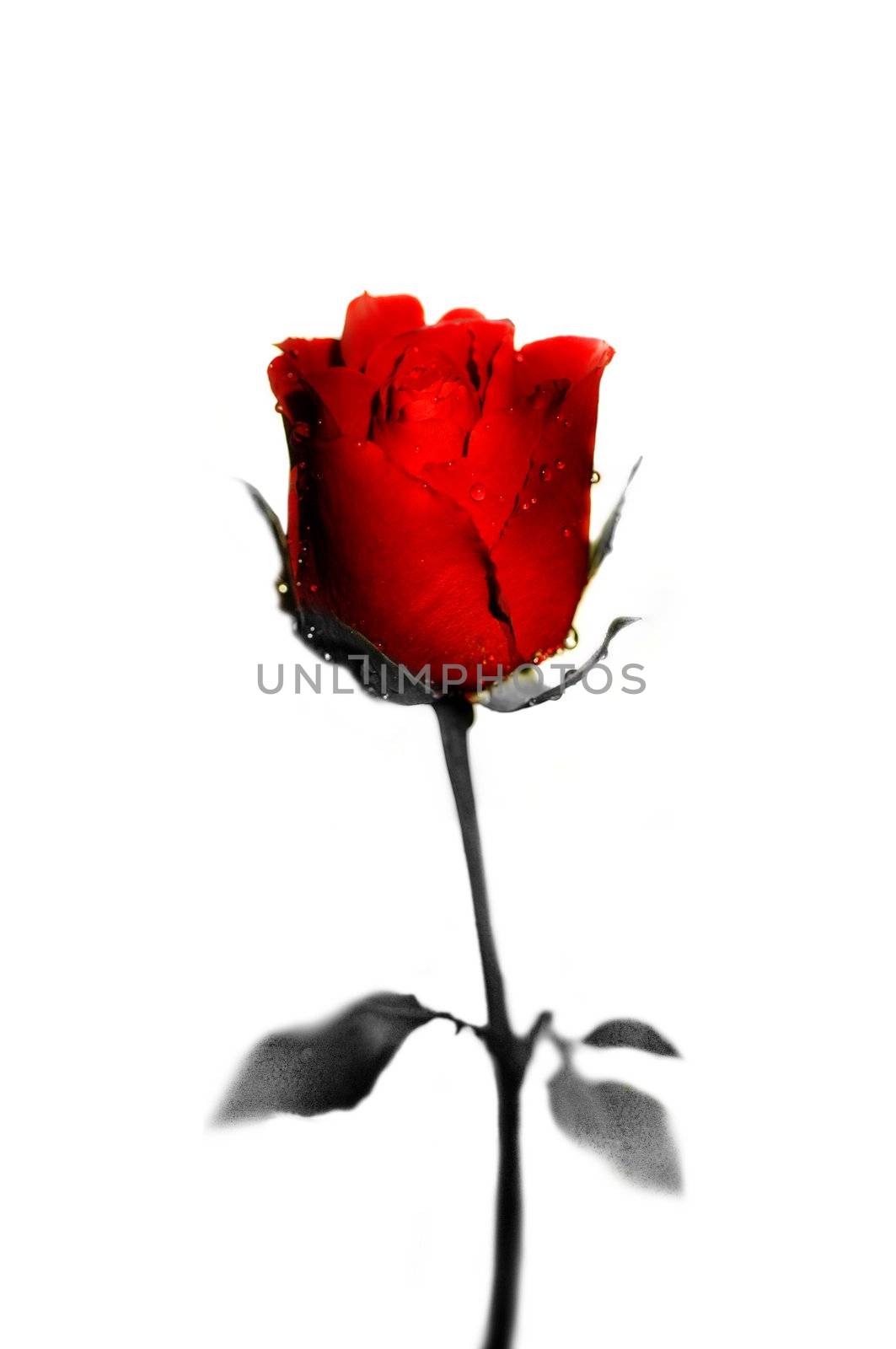 Rose isolated on white