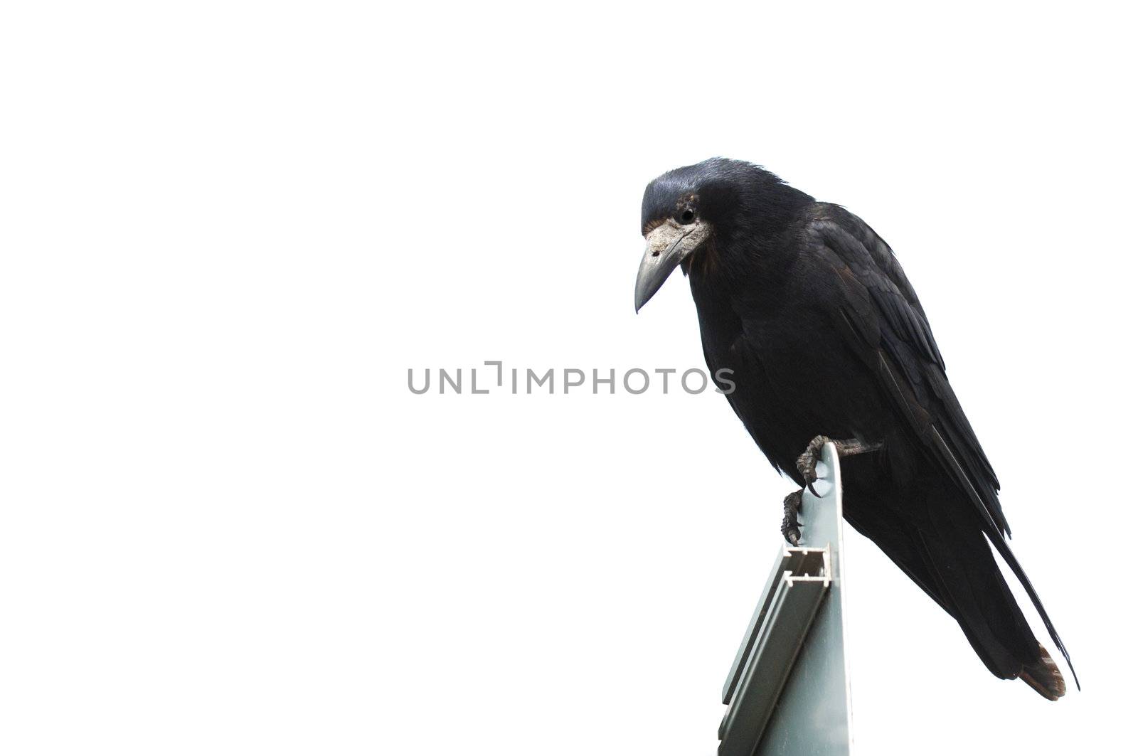 Isolated Crow on white background