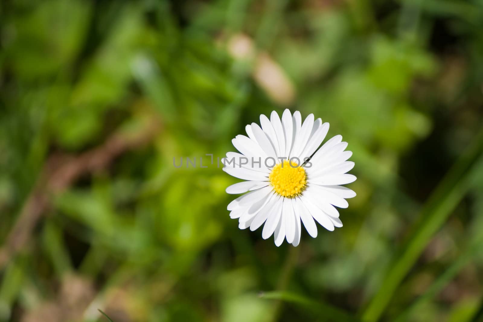 daisy flower blooming in the sunshine