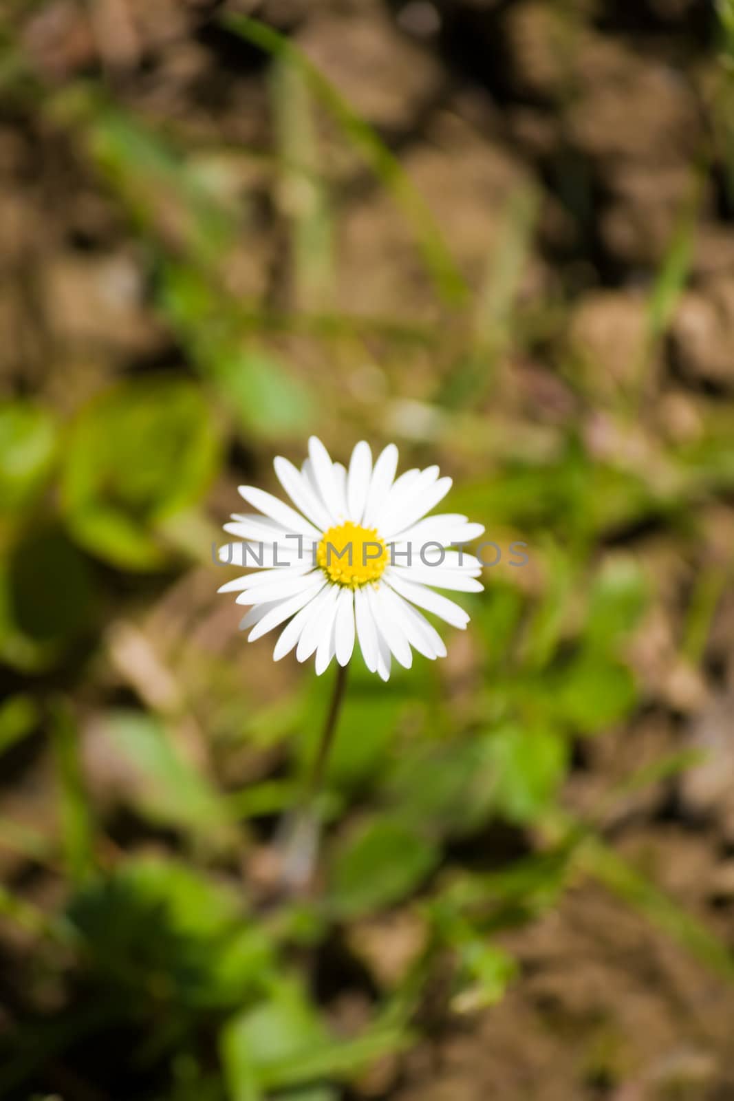daisy by nubephoto