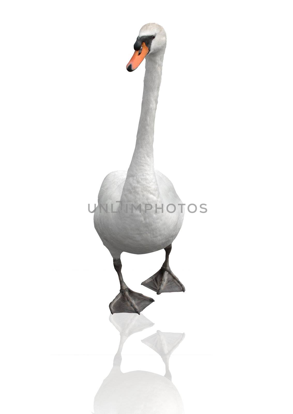 Swan isolated on white by Editorial