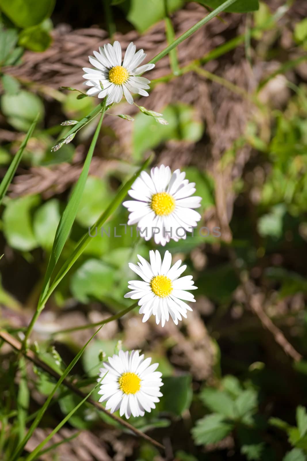 beautiful daisy flowers blooming in the sunshine