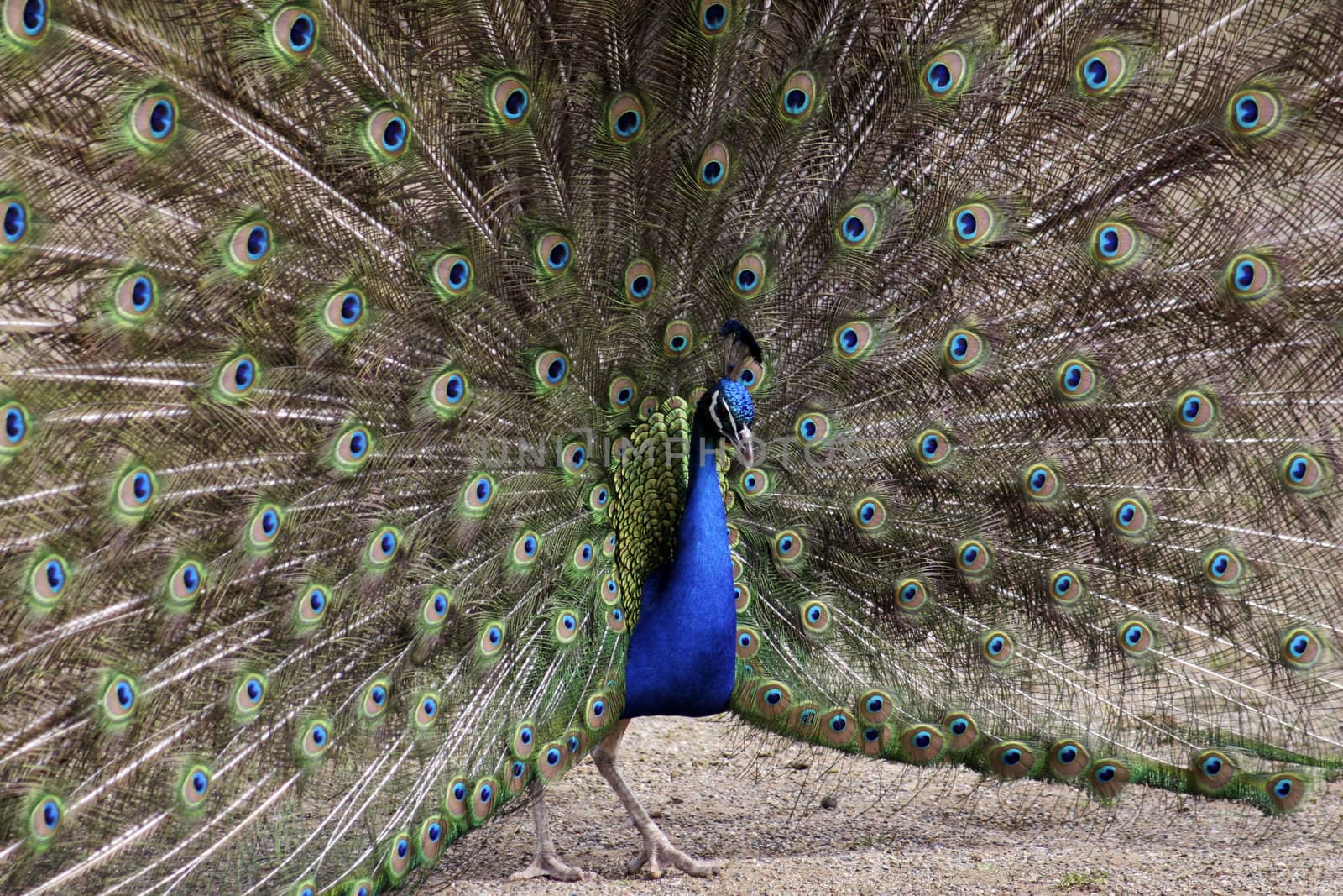 A male peacock displaying his amazing plumage