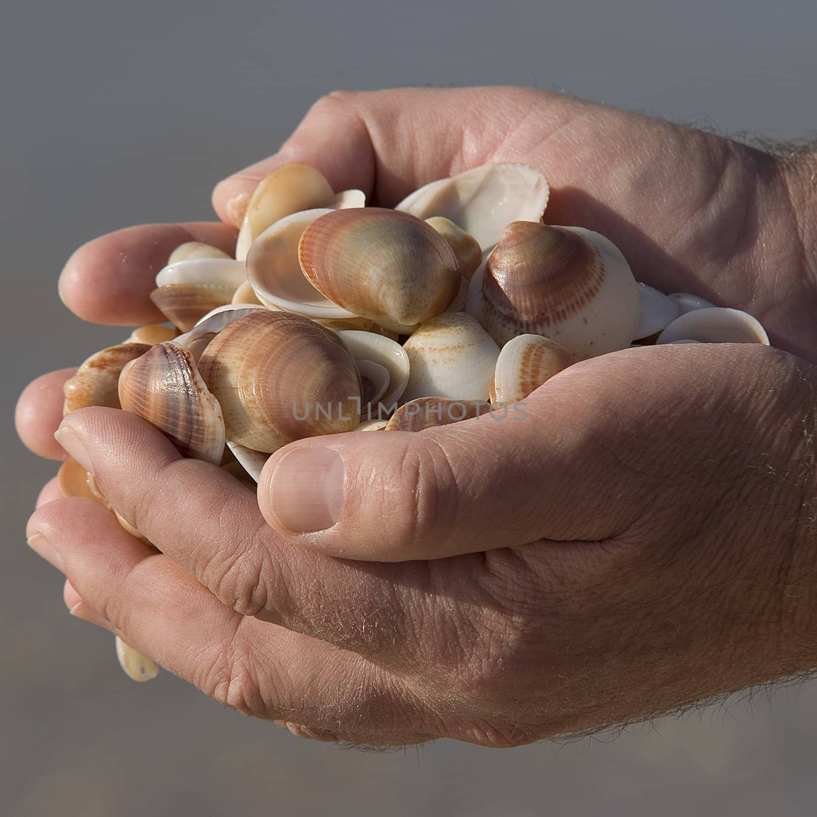 hands full of seashells
