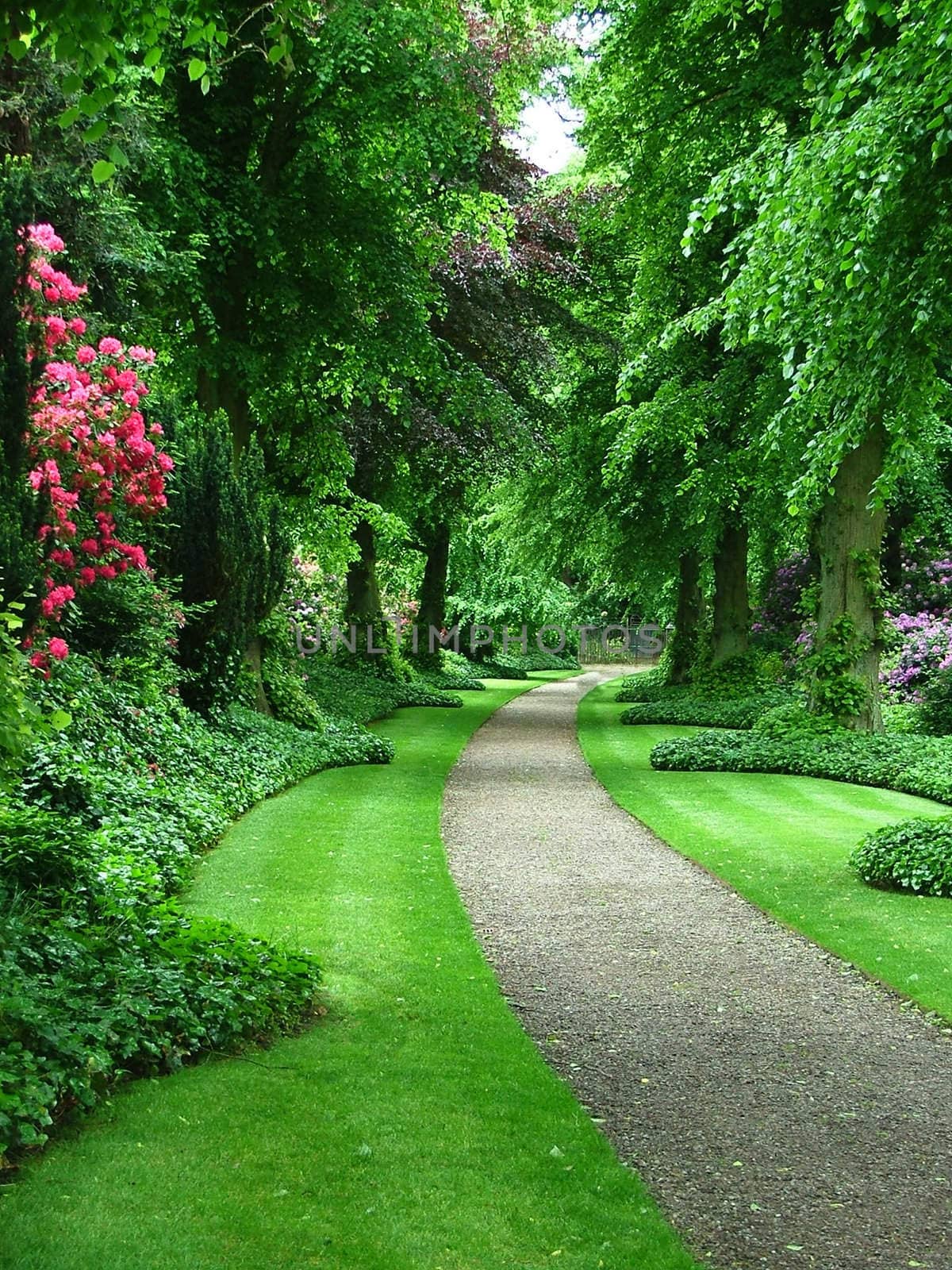 A path through a verdant garden