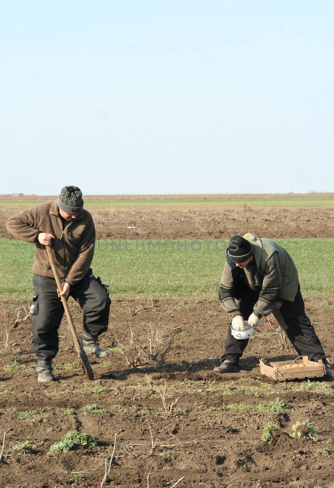 Two men sit down a potato on a kitchen garden