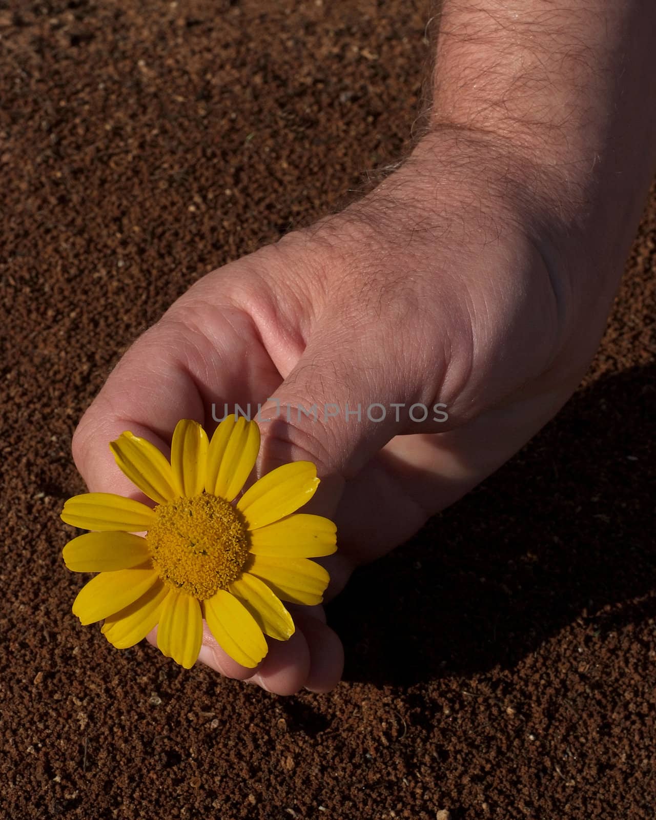 male hands holding flower by Maya