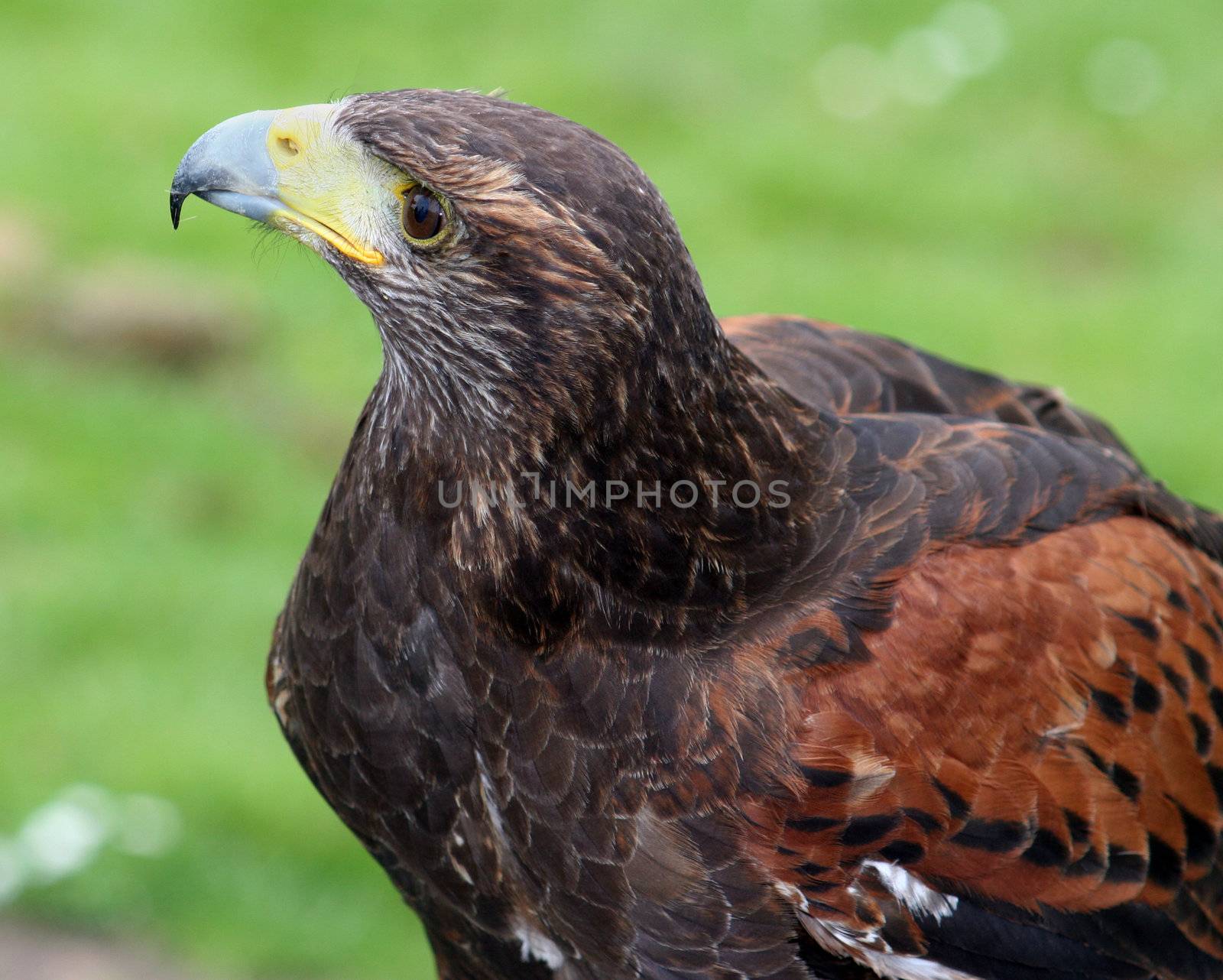 A Harris hawk stares regally out