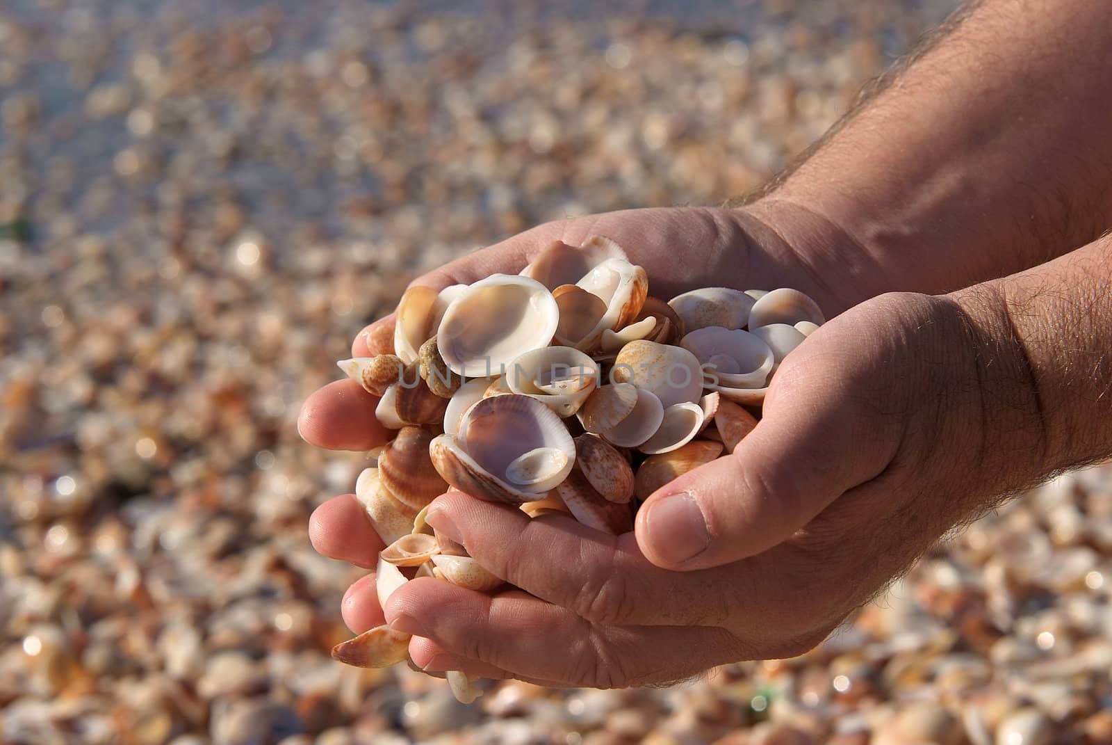 hands full of seashells by Maya