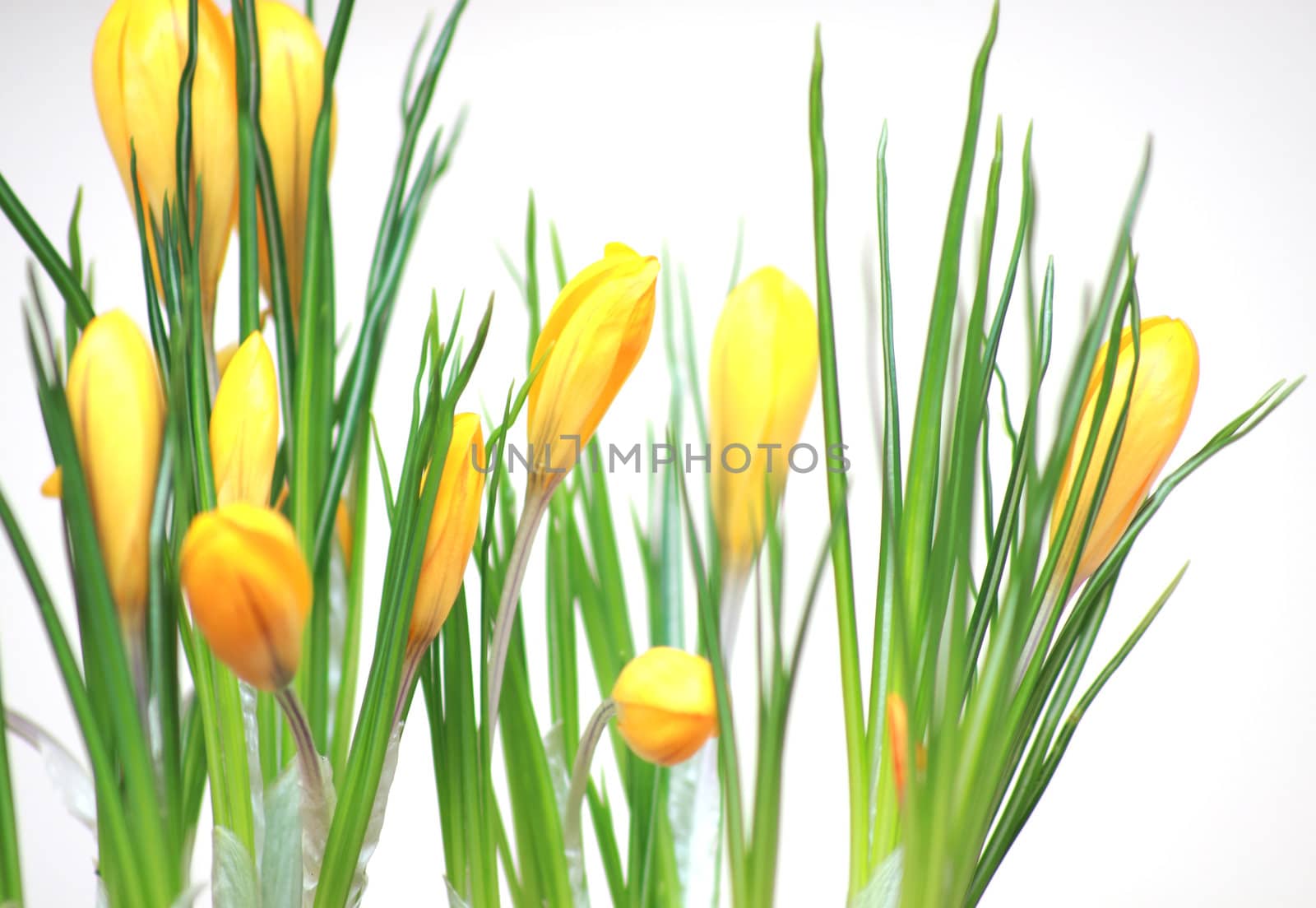 Fresh yellow daffodils isolated on white bacground