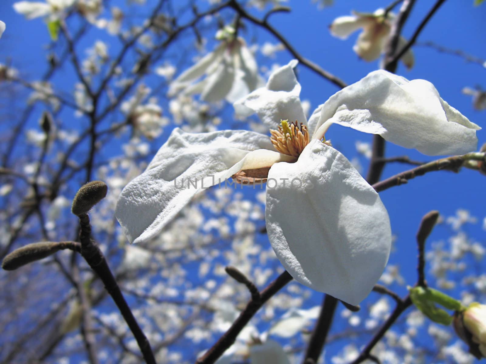 Magnolia blossom on deep blue sky