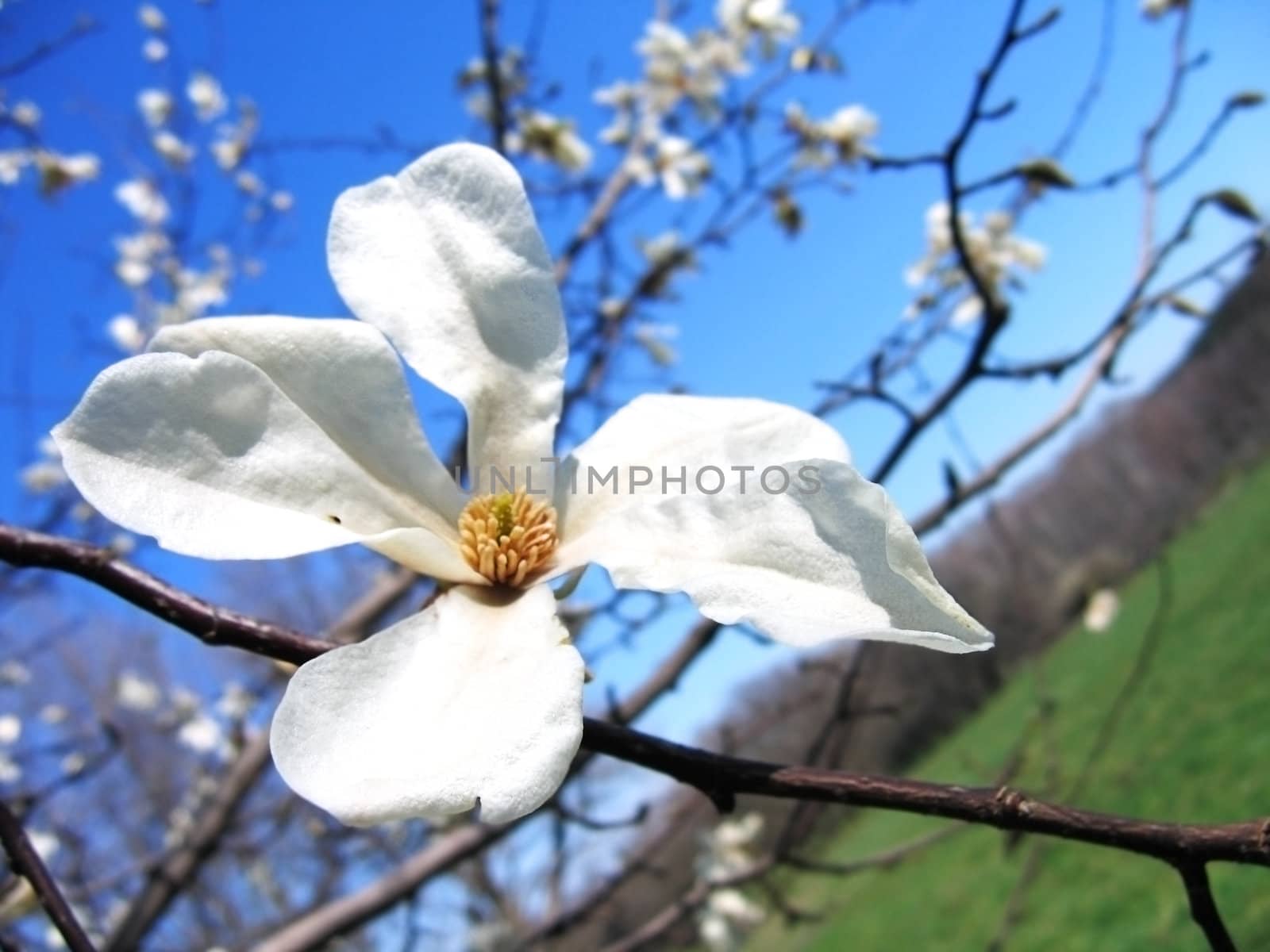 Magnolia blossom on deep blue sky