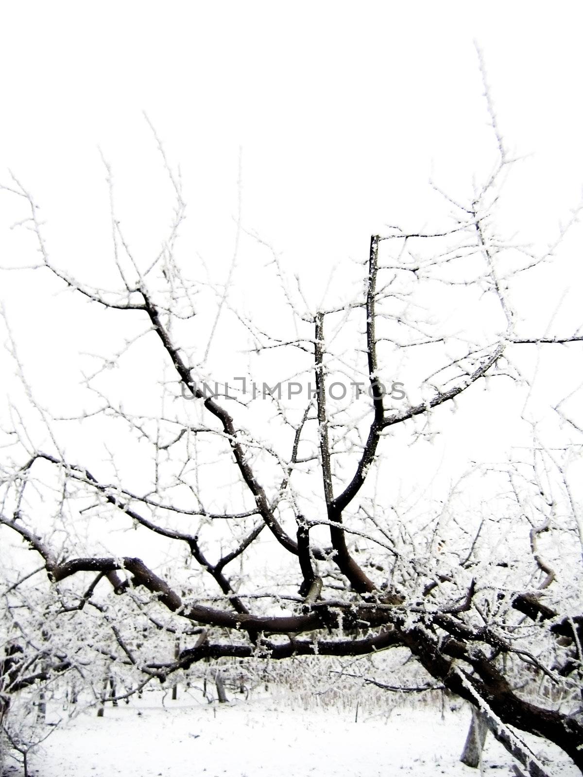 branches of tree covered with frost and snow