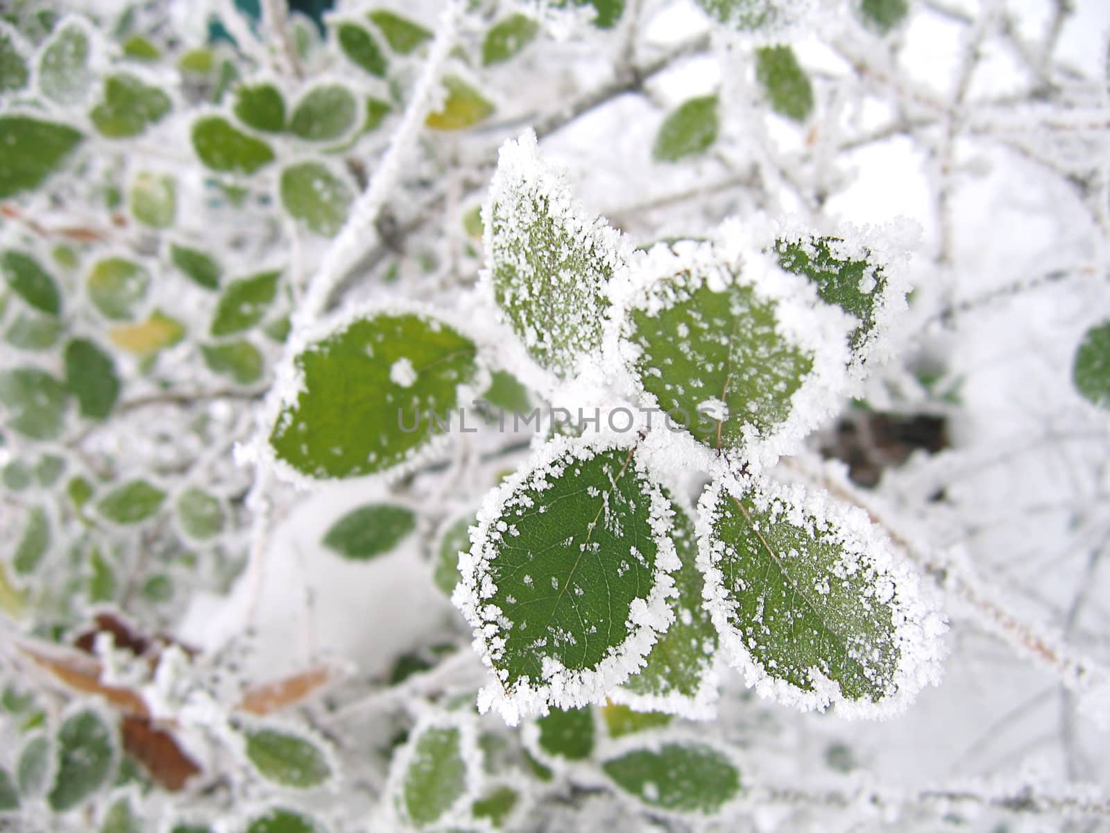 Frozen green leaves by Angel_a