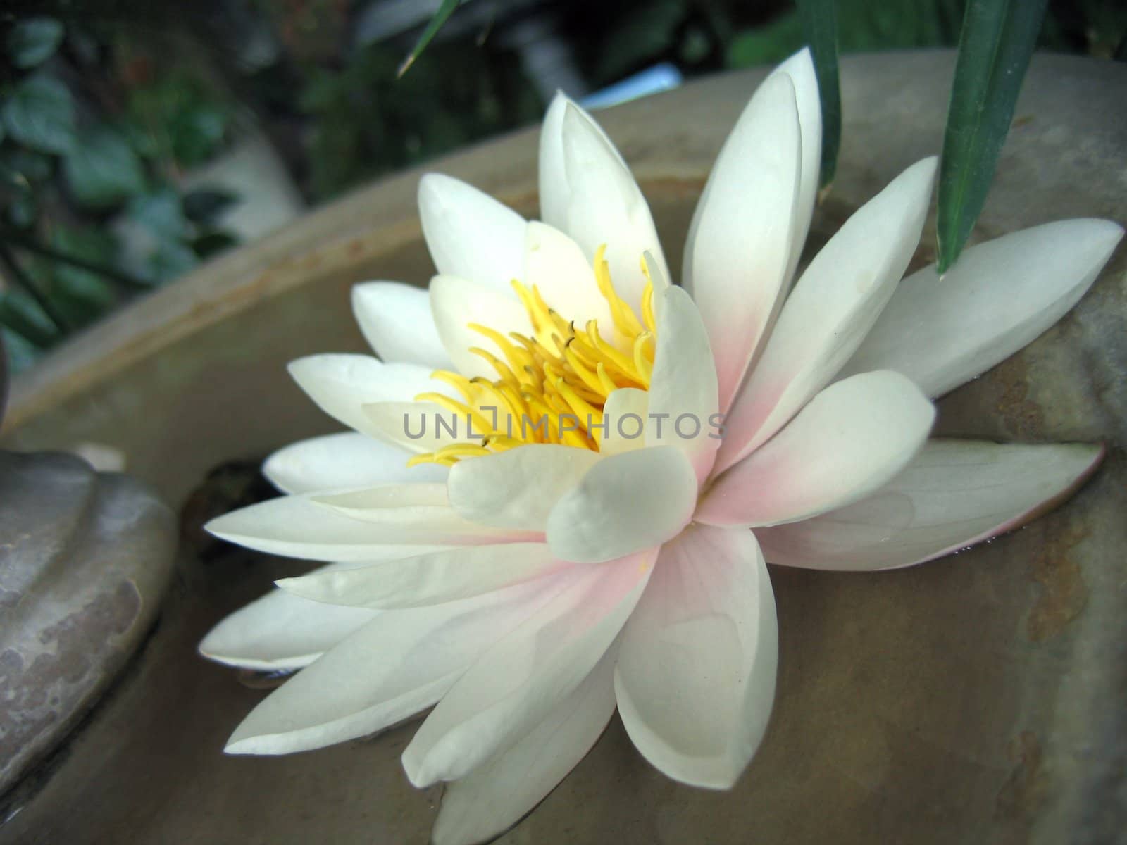 whiter water lily on water