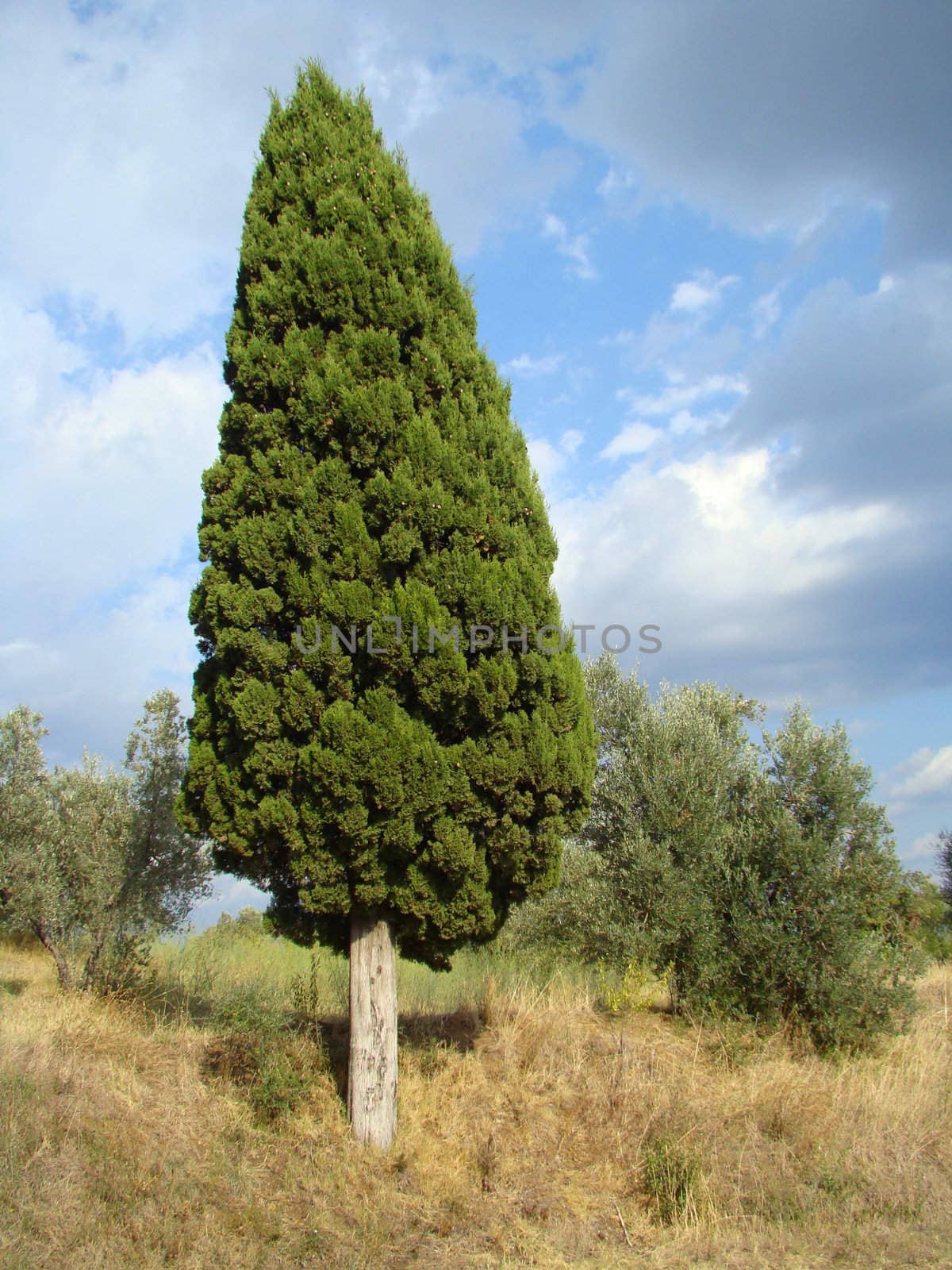 one old cypress tree in tuscan countryside Tuscany - Italy2007