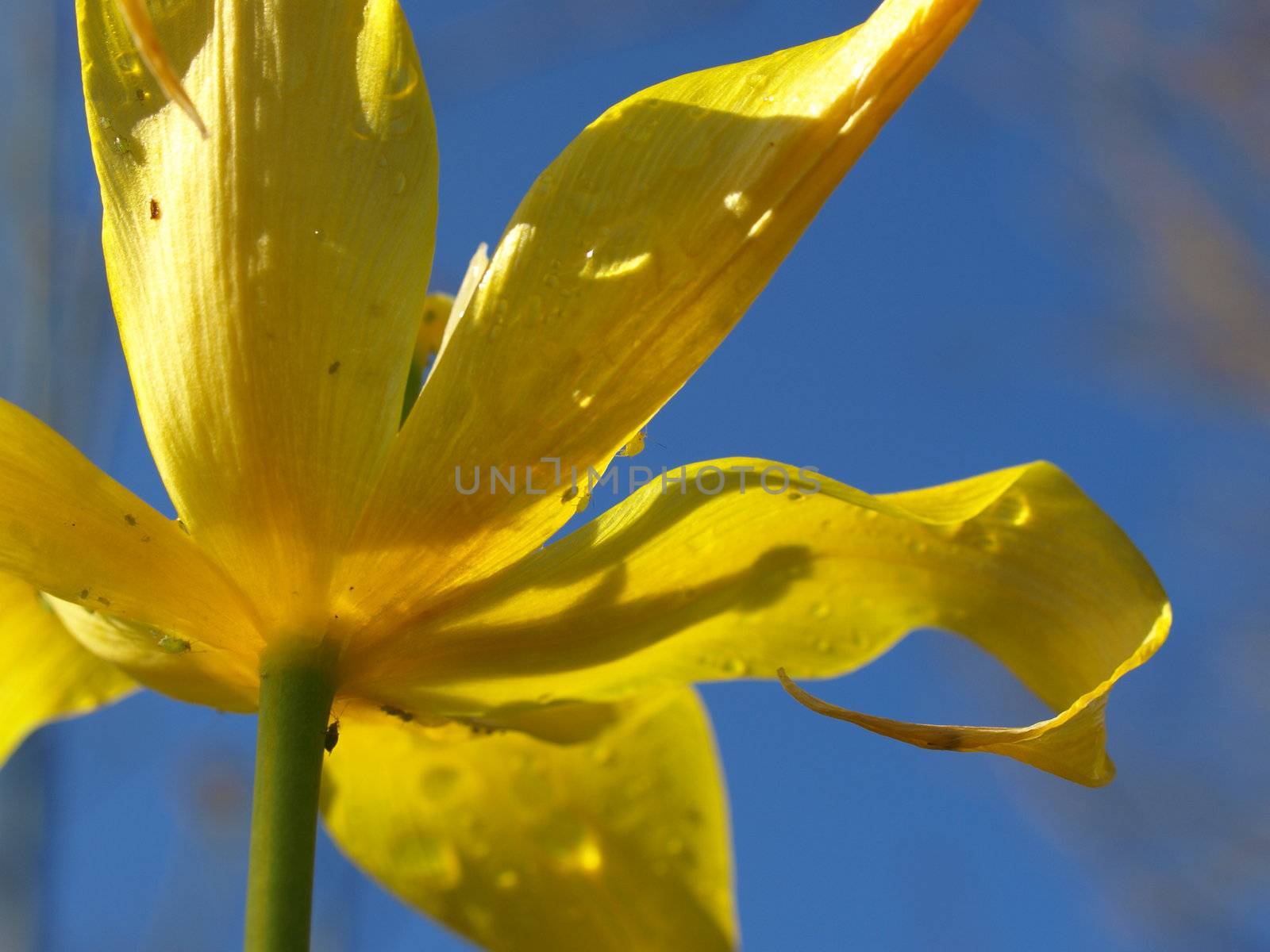 Underside of a yellow lilly with insect crawling on it