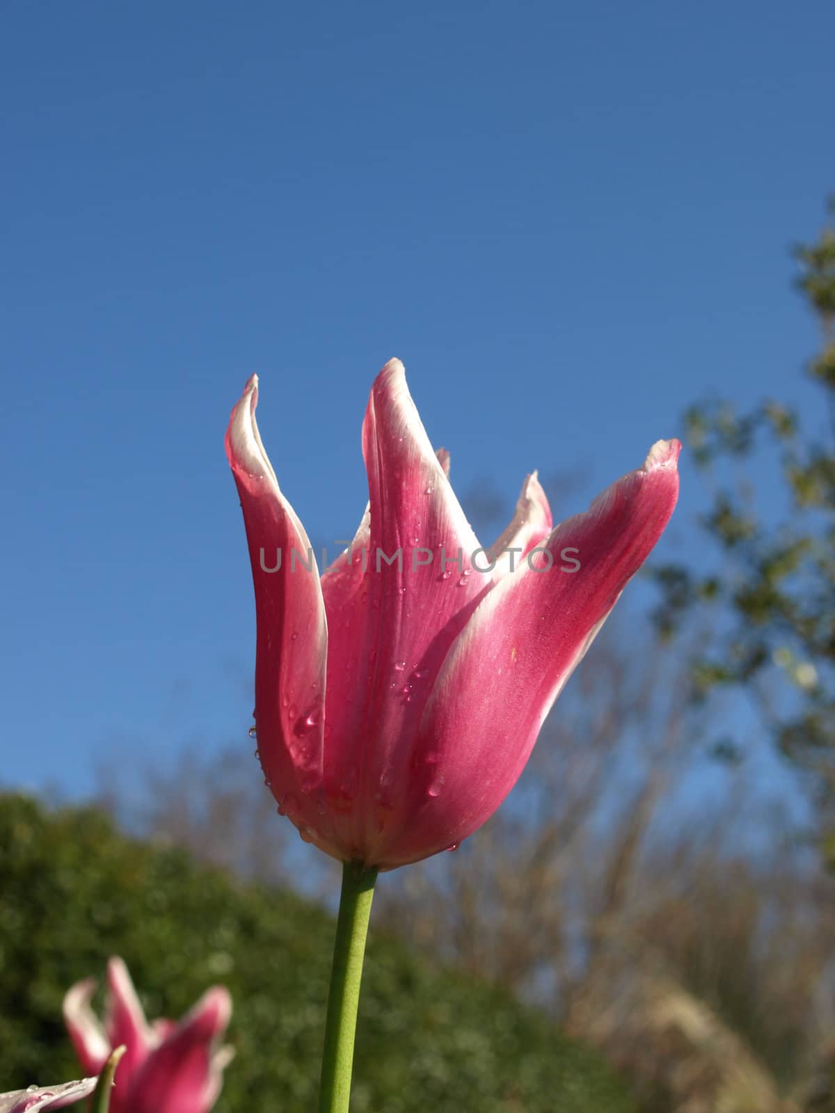 Purple tulip up close by northwoodsphoto
