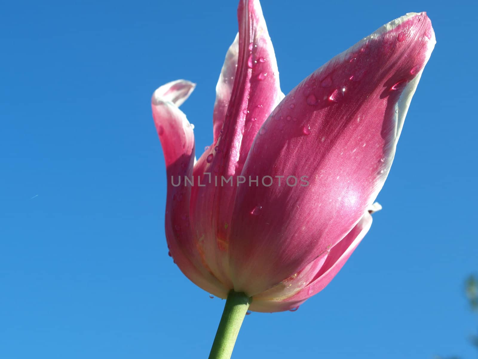 a closeup view of a purple tulip after it rained the night before