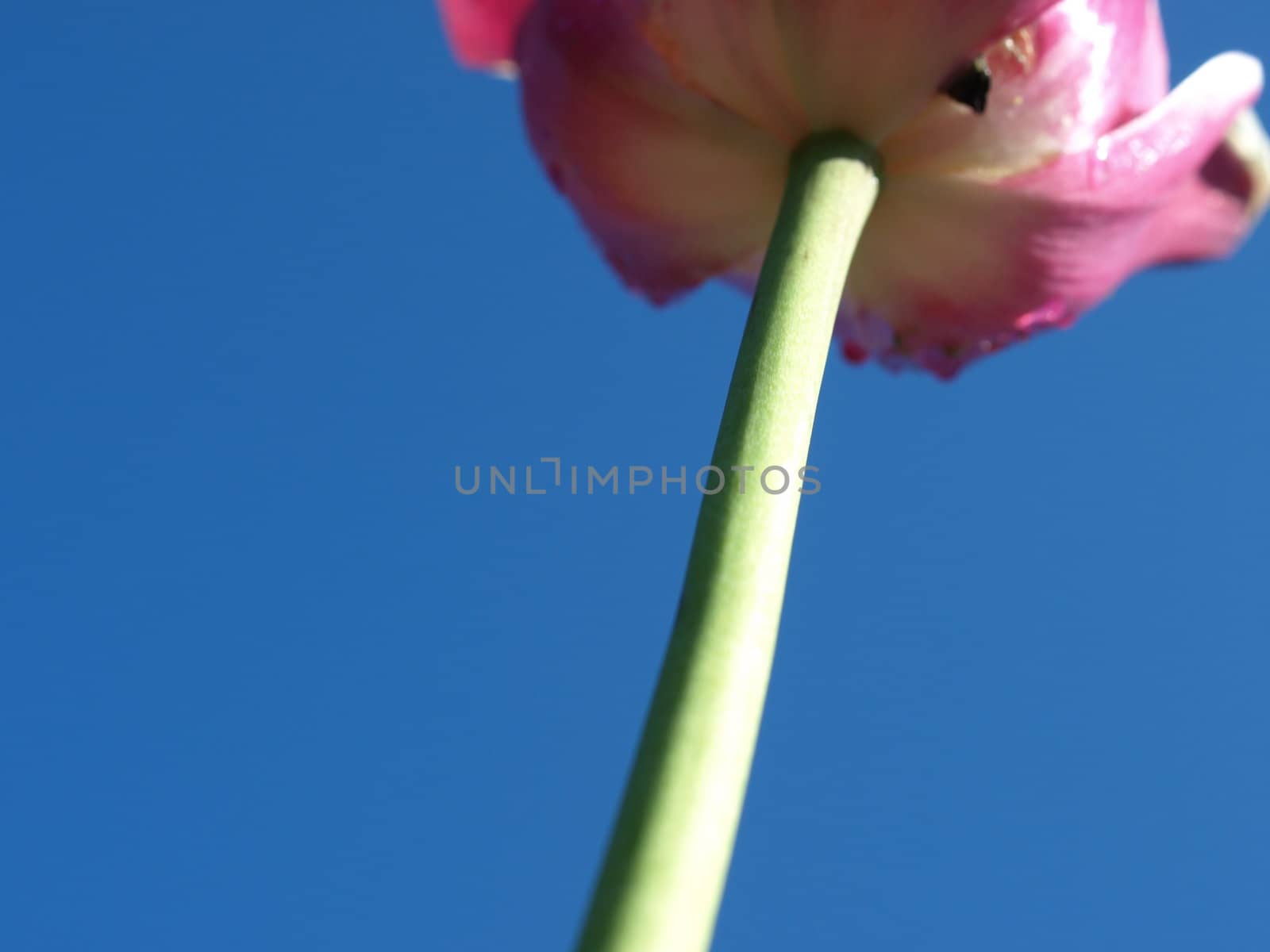View of a purple tulip from the underside