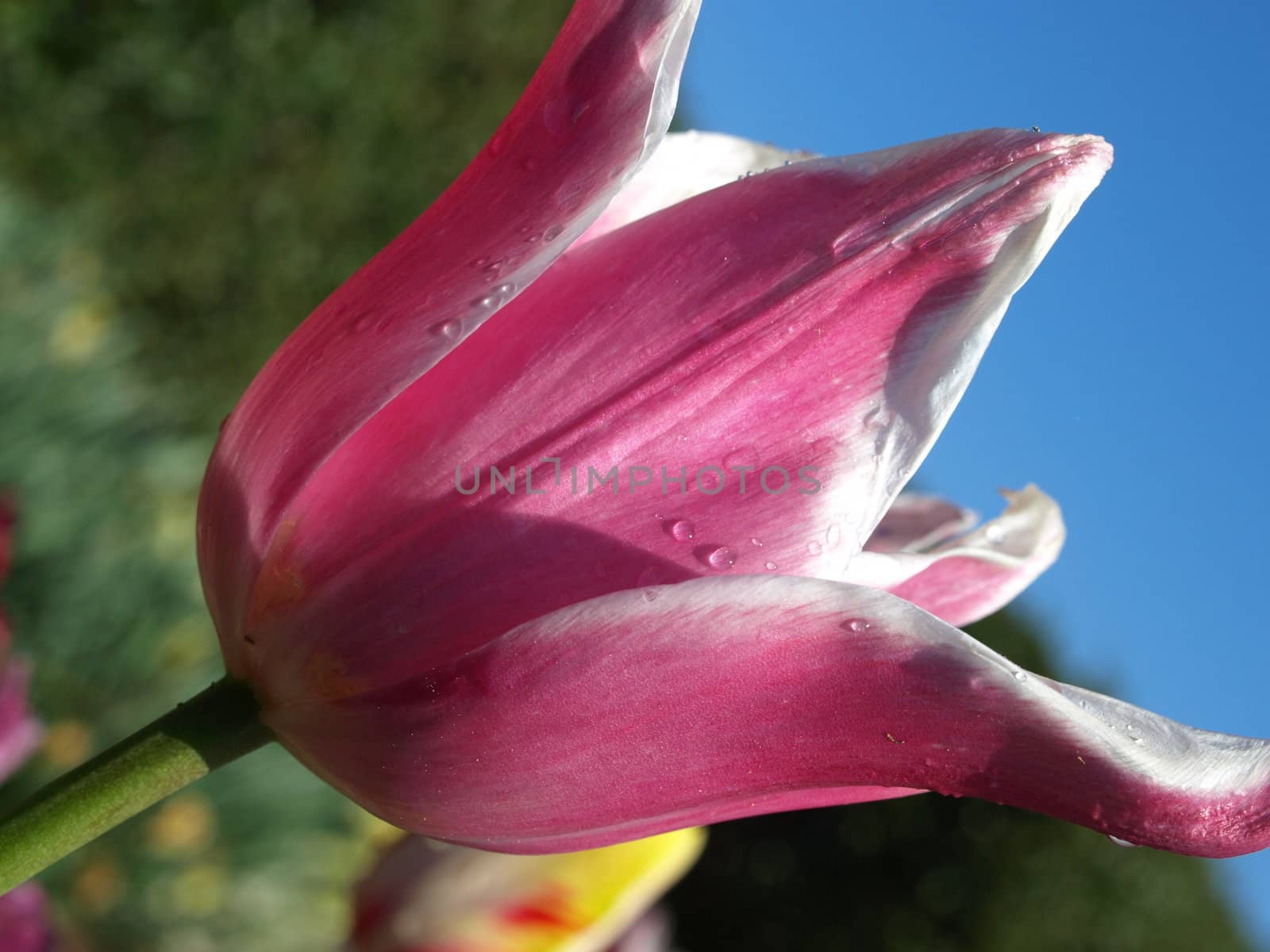 A purple tulip in the morning