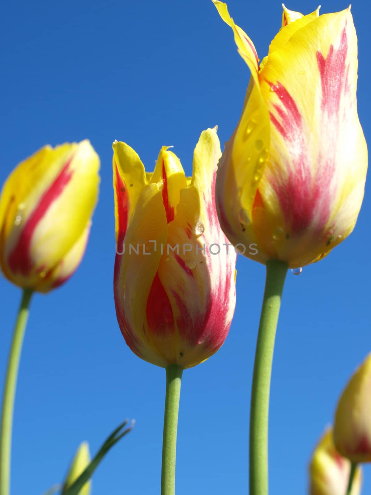 a closeup view of yellow and purple tulips after it rained the night before