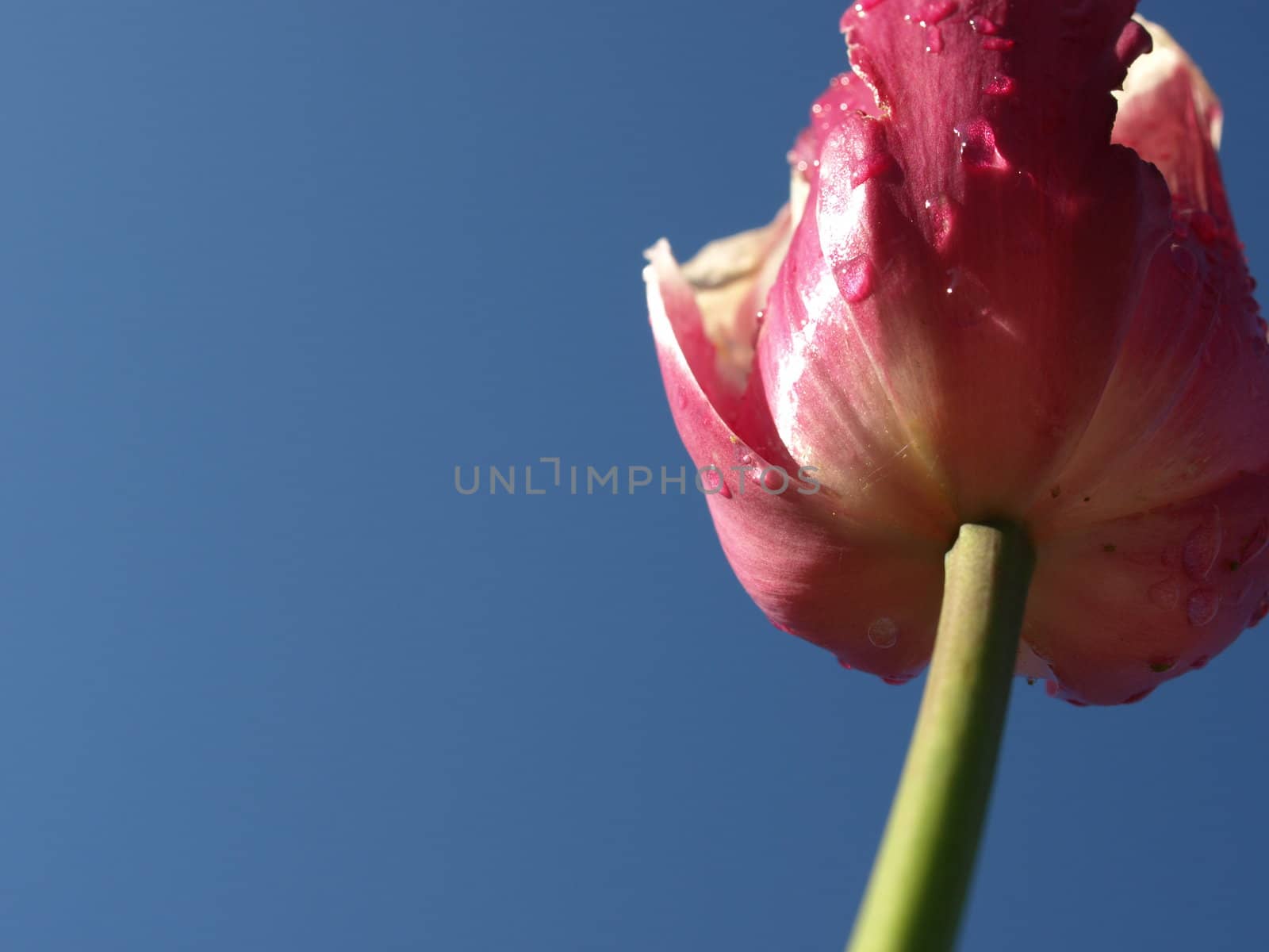 a closeup view of a purple tulip after it rained the night before