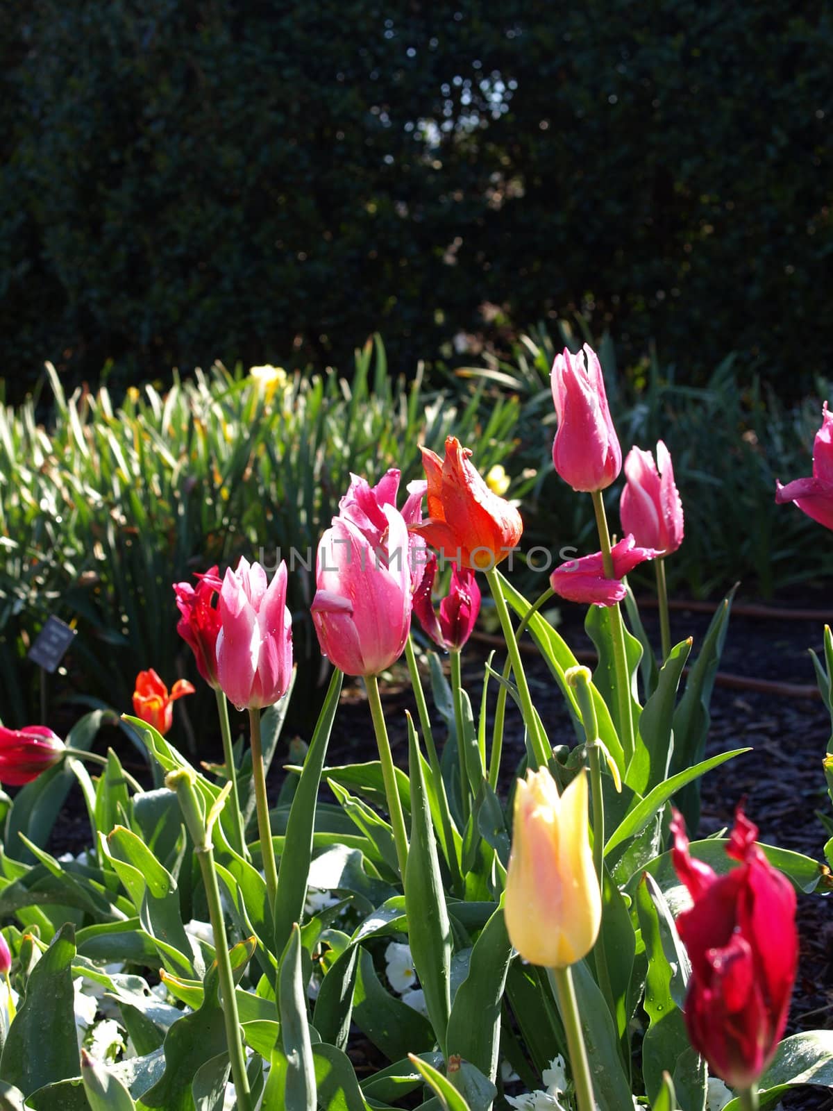 field of multicolored tulips in a garden